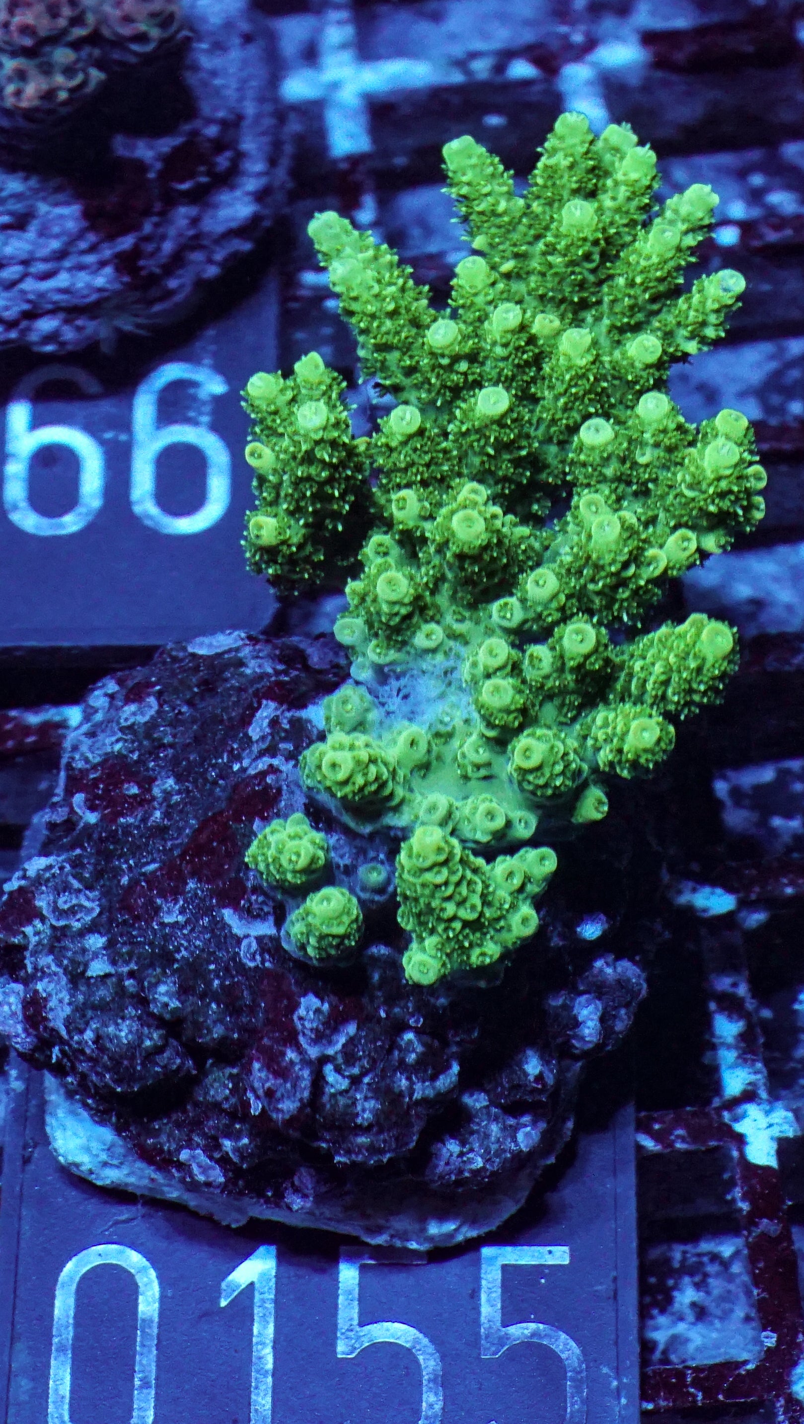 Acropora hyacinthus “green forest”