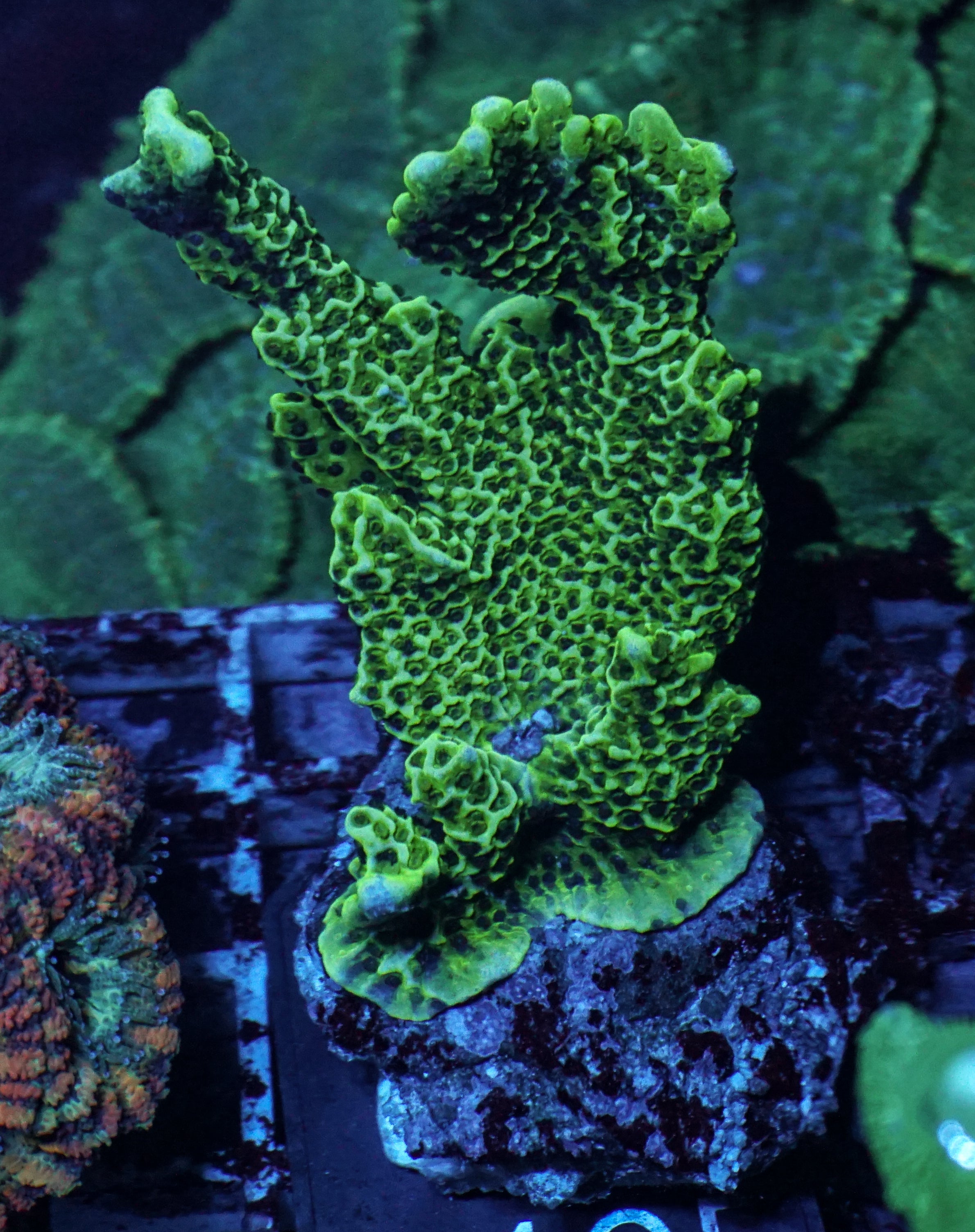 Montipora confusa