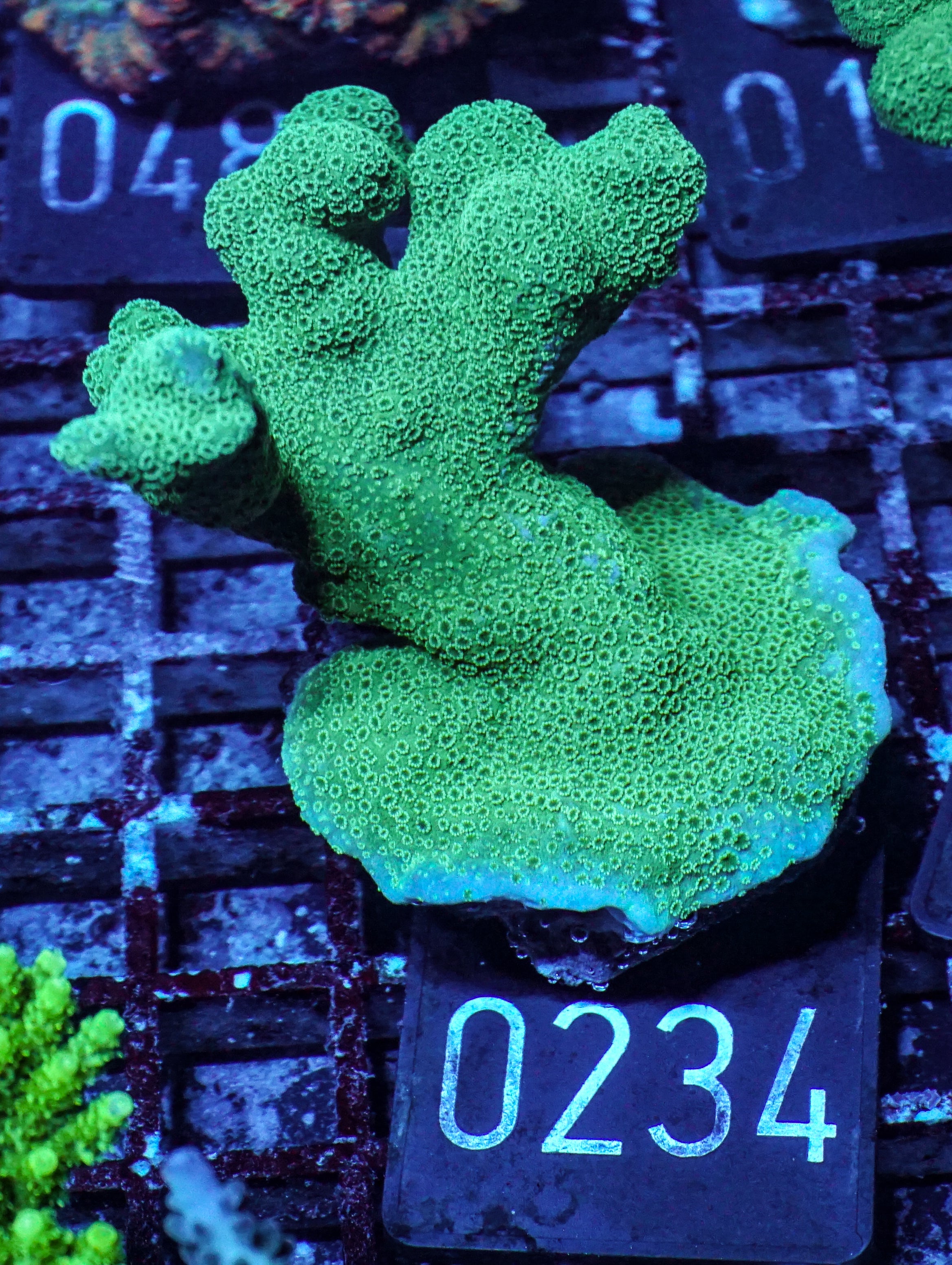 Montipora digitata purple