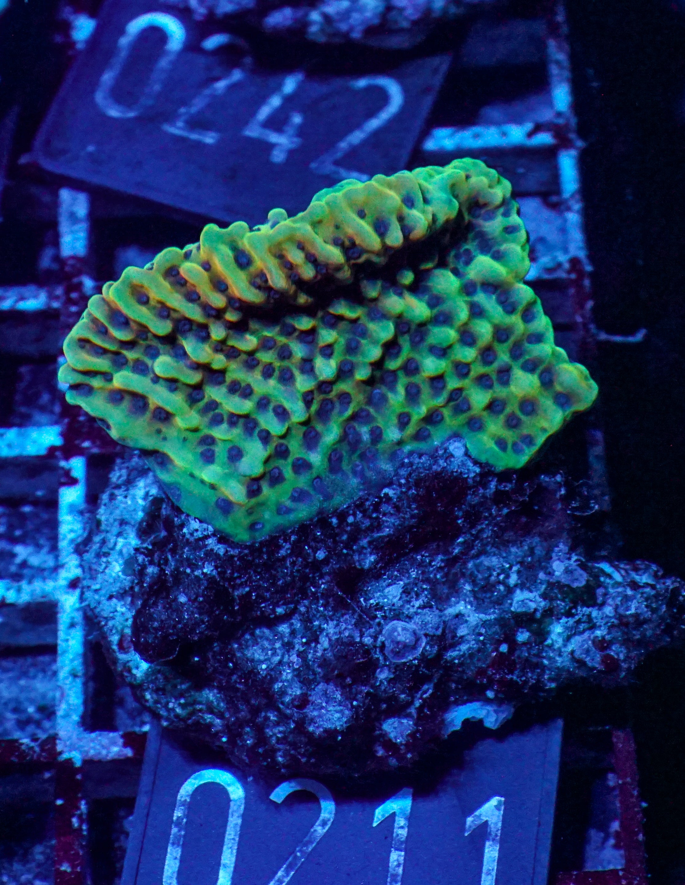 Montipora danae "flaming Joe"