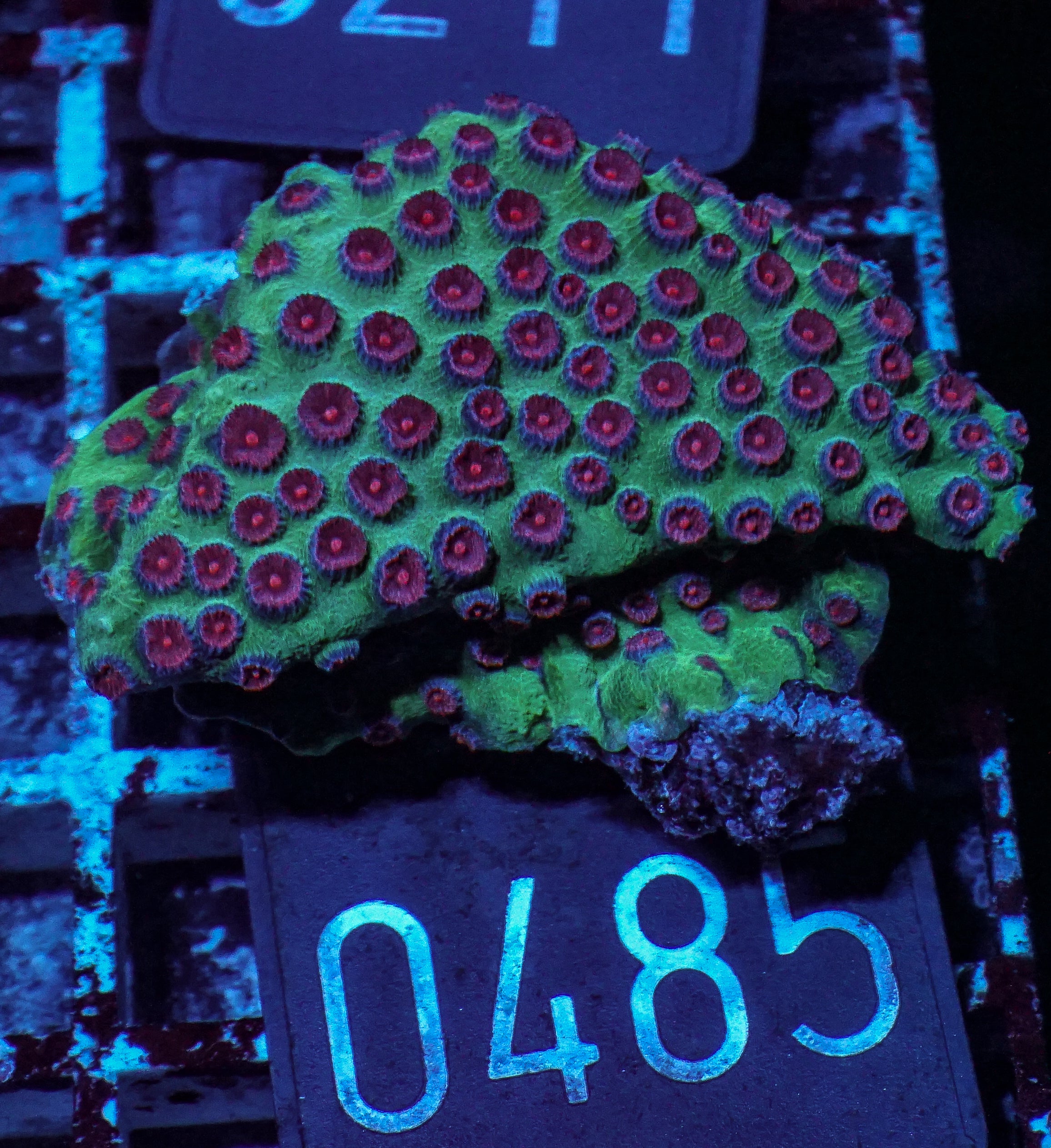 Cyphastrea microphthalma