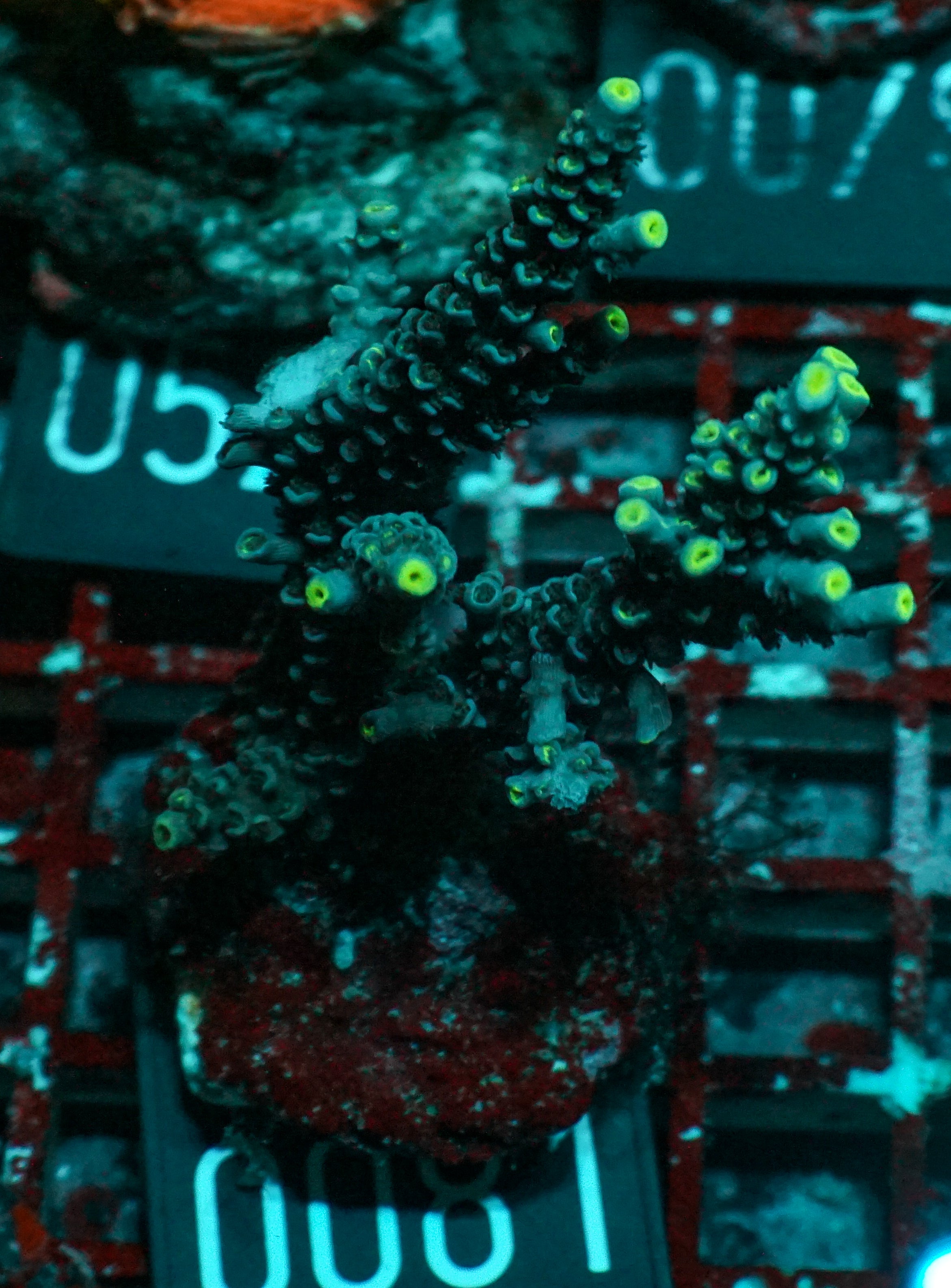 Acropora tenuis “Walt Disney art”