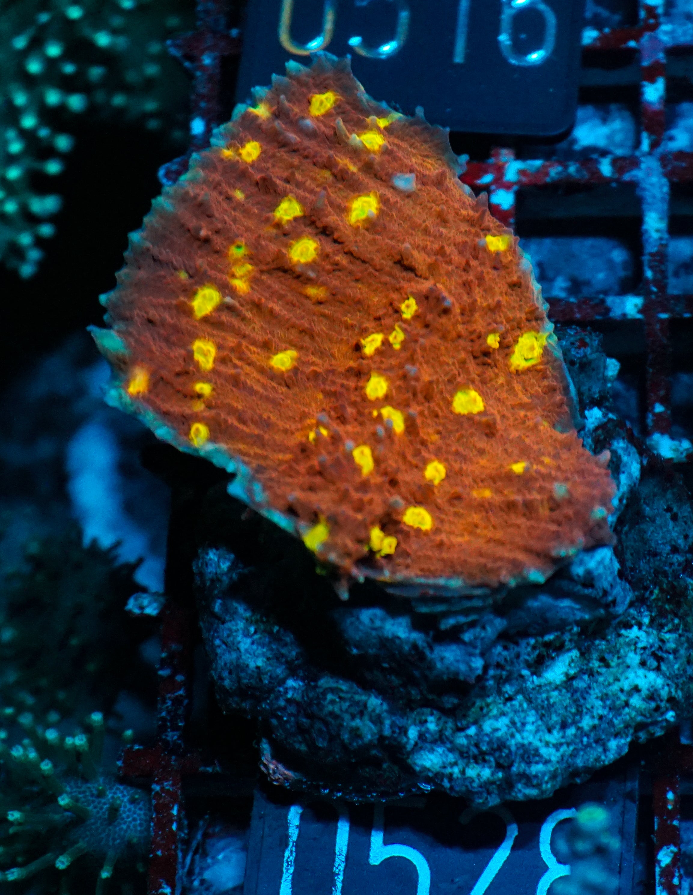 Chalice "Cosmic Eye"