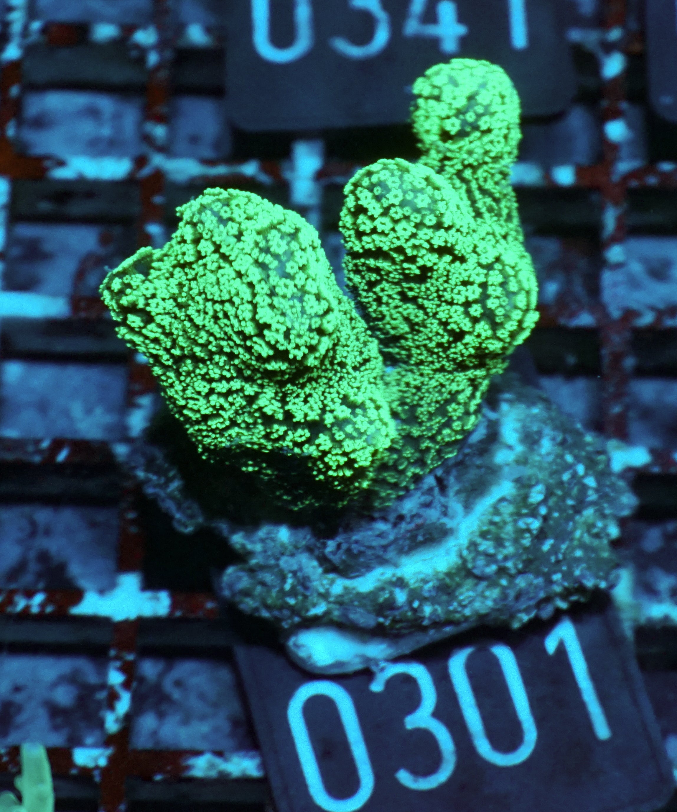 Stylophora pistillata "green"