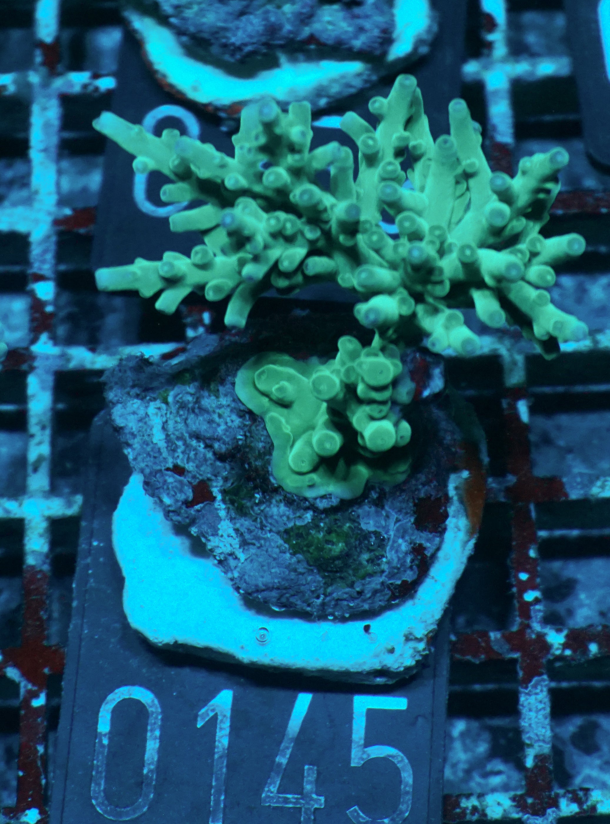 Acropora echinata