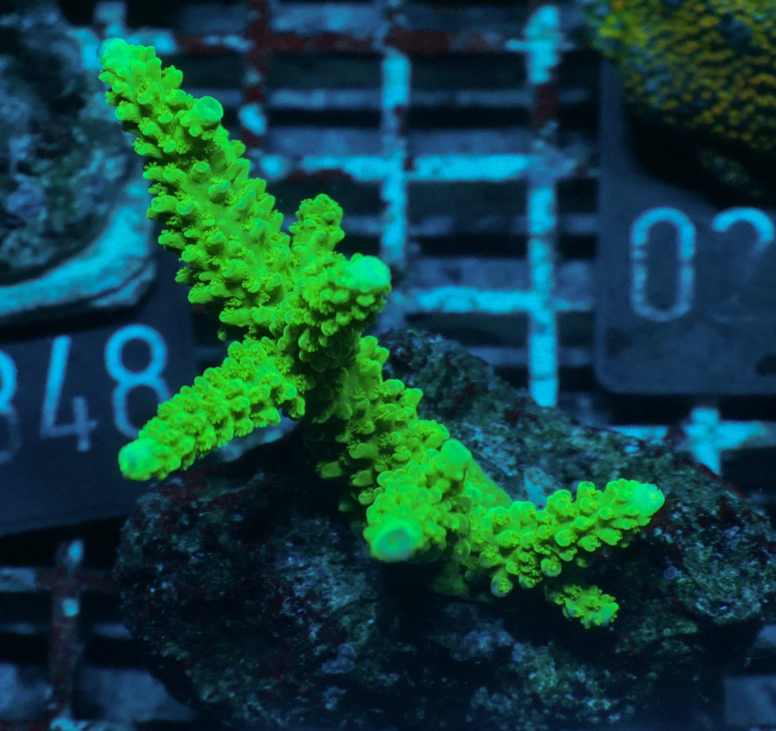 Acropora tumida "Enzmann"