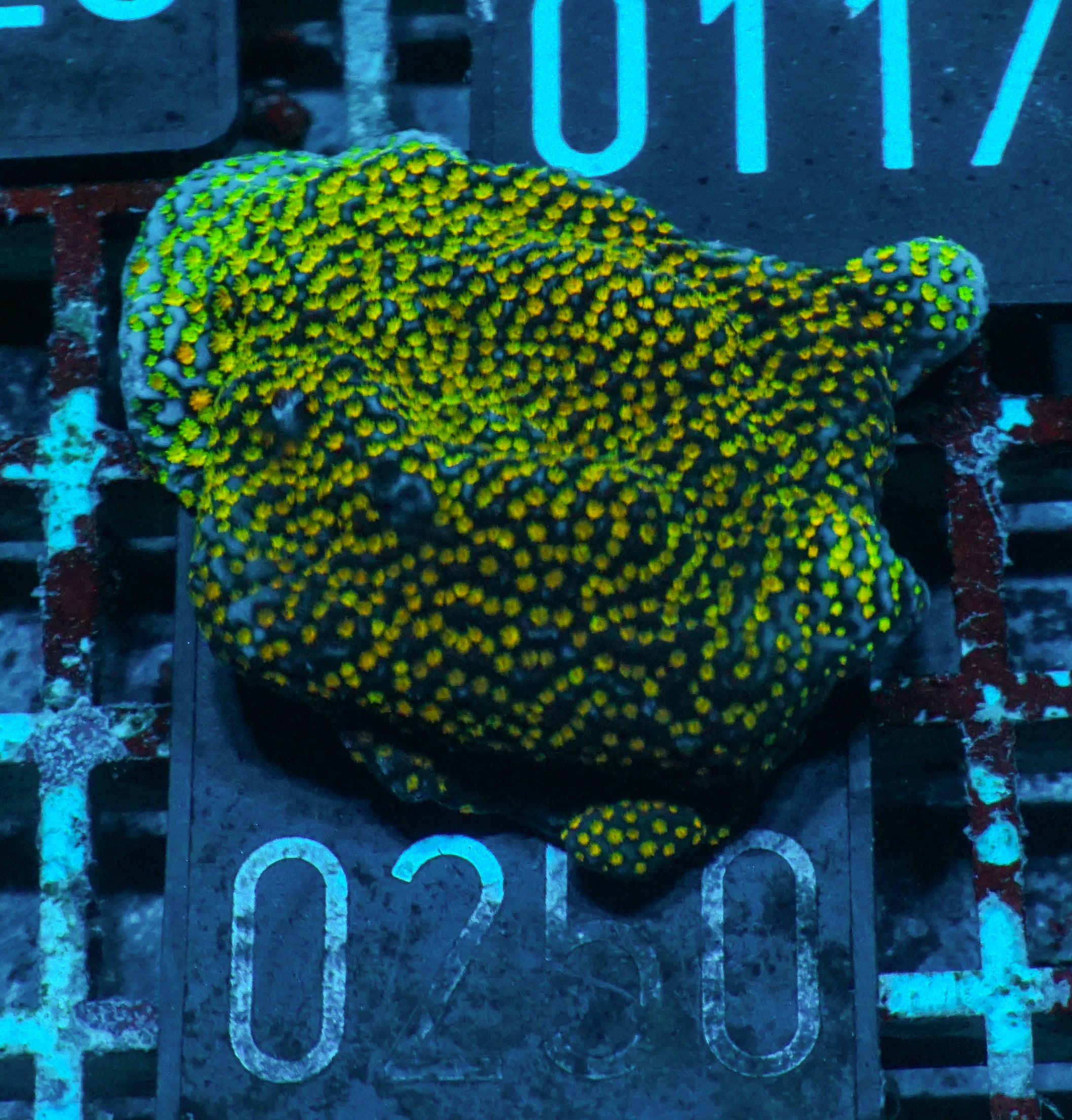 Montipora mollis "rainbow"