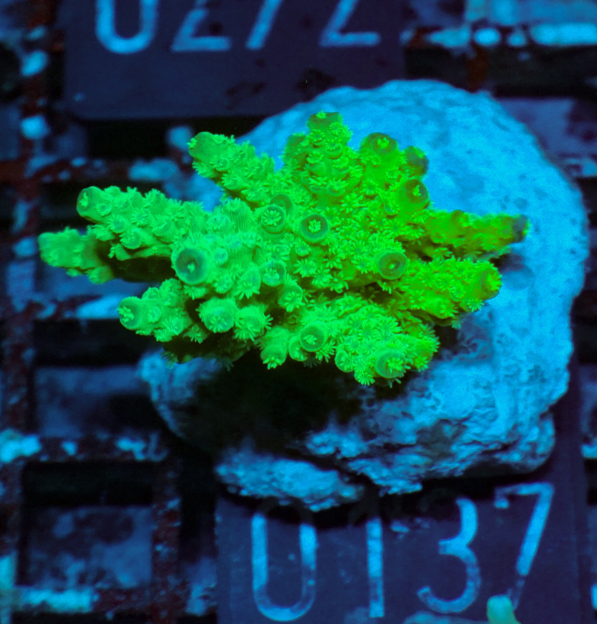 Acropora florida „orange blossom"