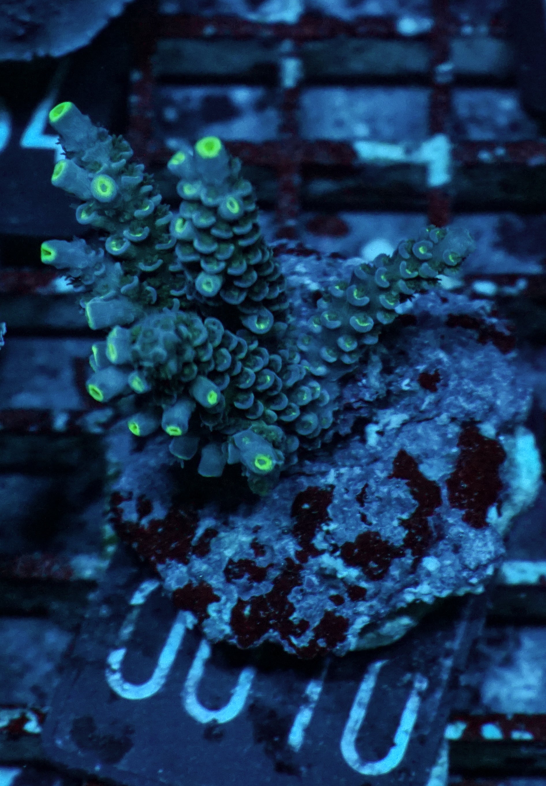 Acropora tenuis “Walt Disney art”