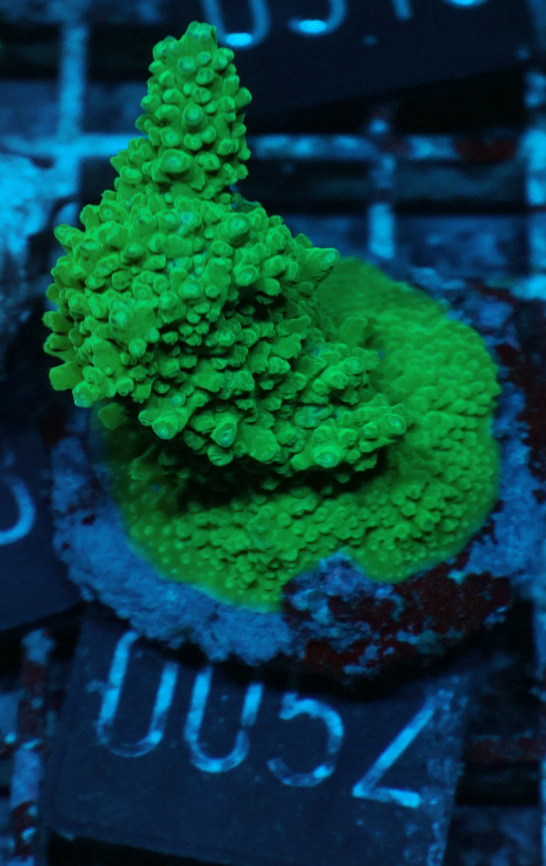 Acropora sp.