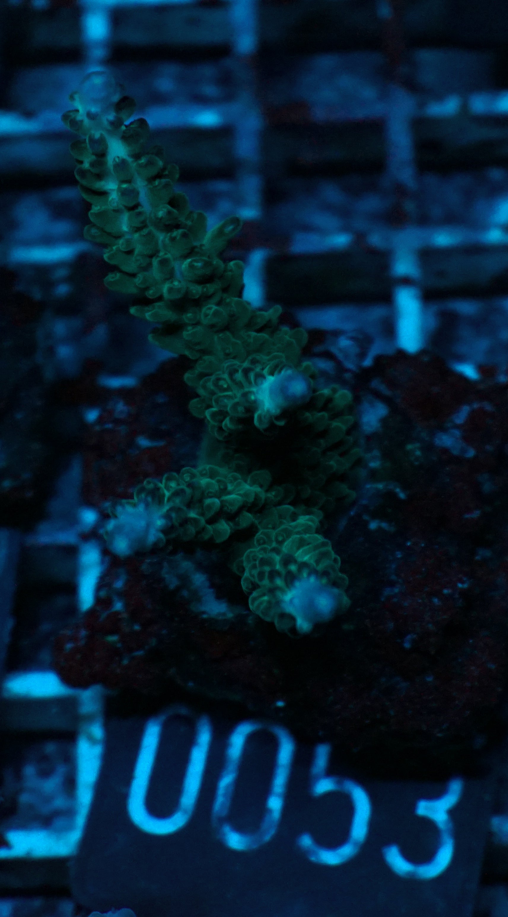 Acropora kosurini “pink tips”