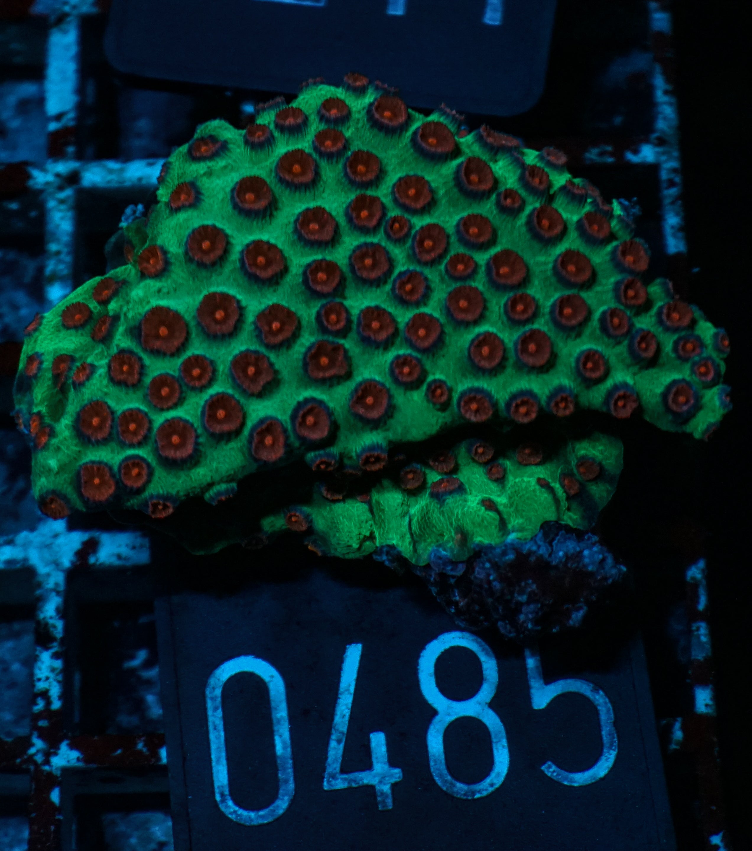 Cyphastrea microphthalma