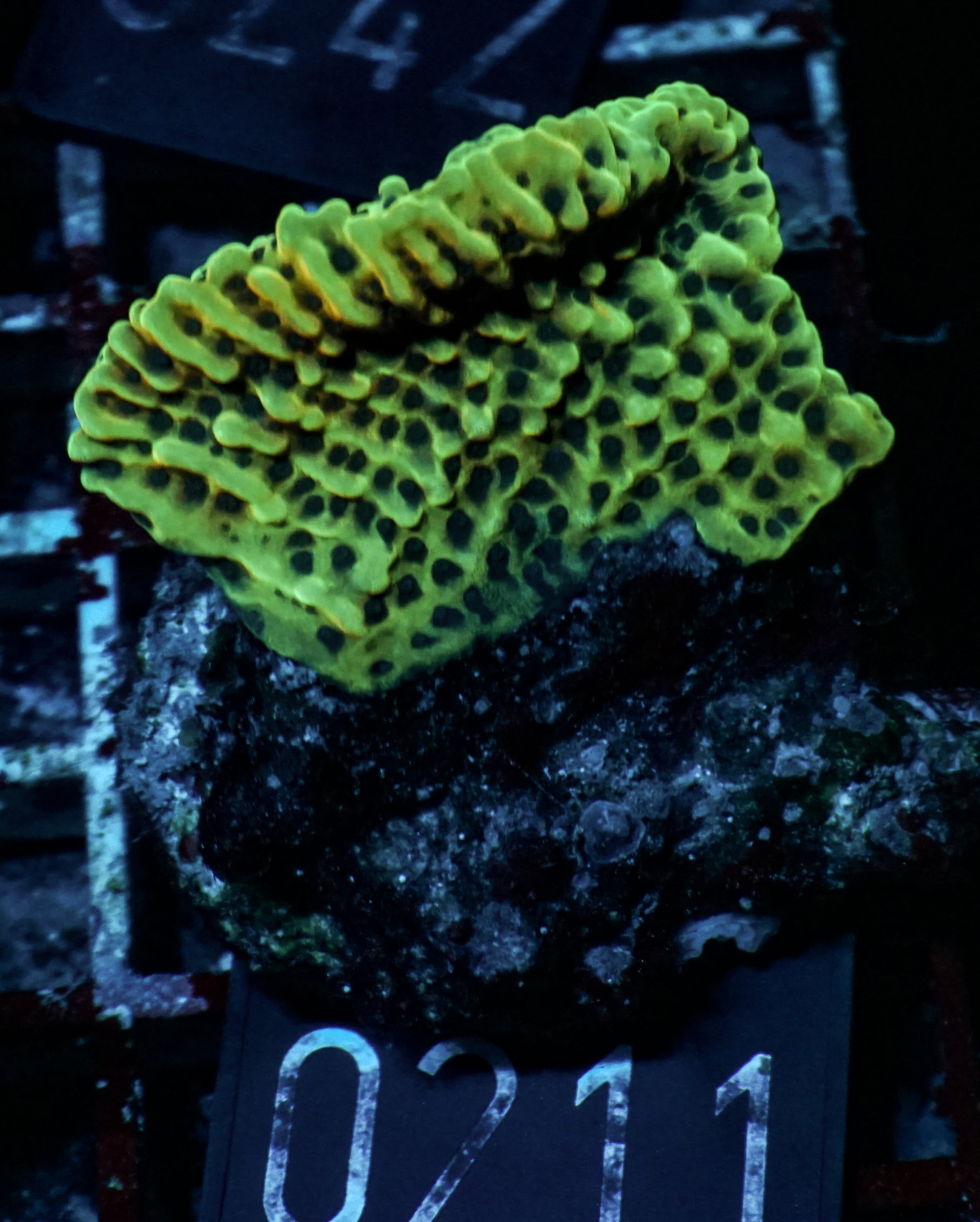 Montipora danae "flaming Joe"