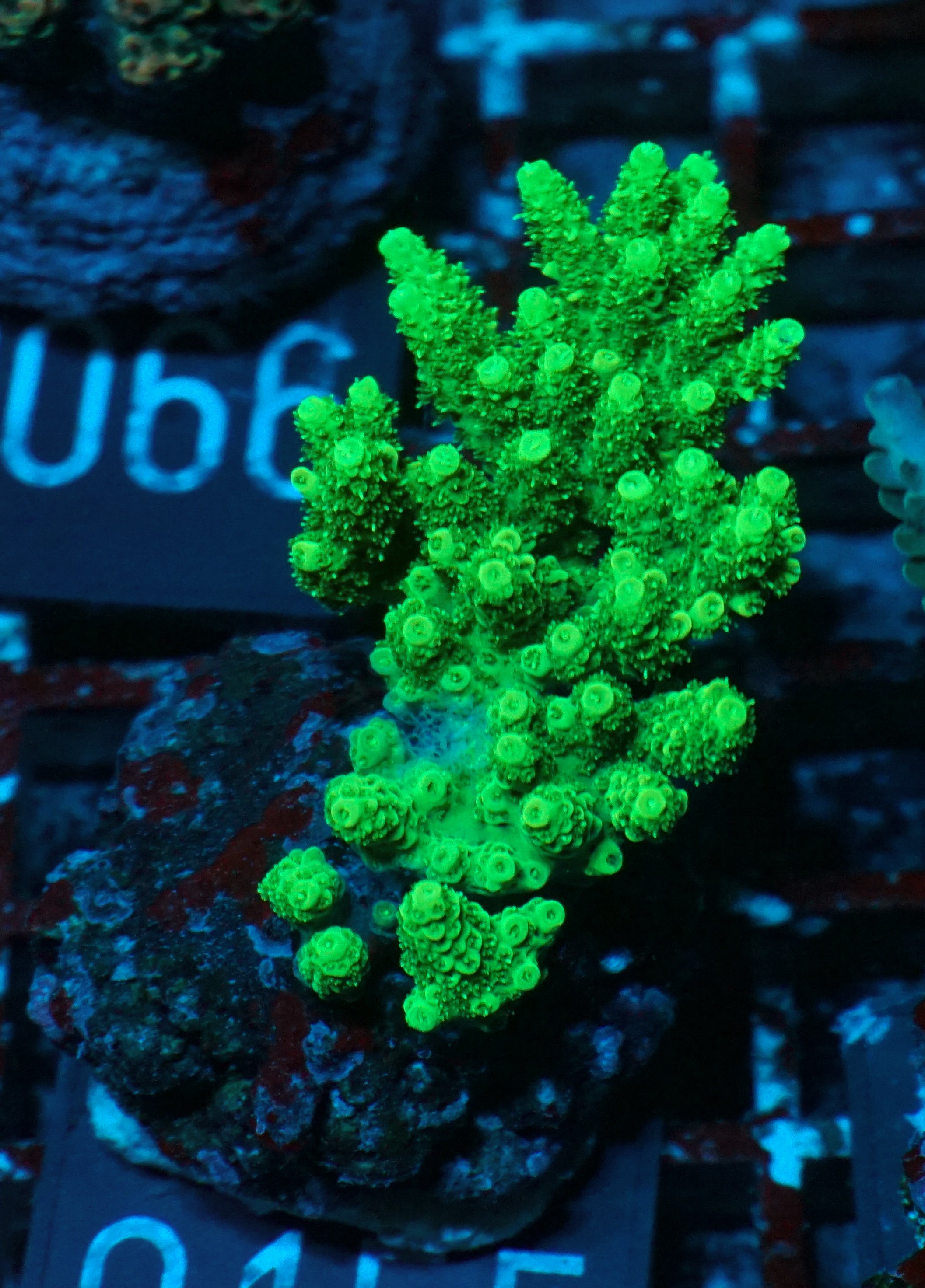 Acropora hyacinthus “green forest”