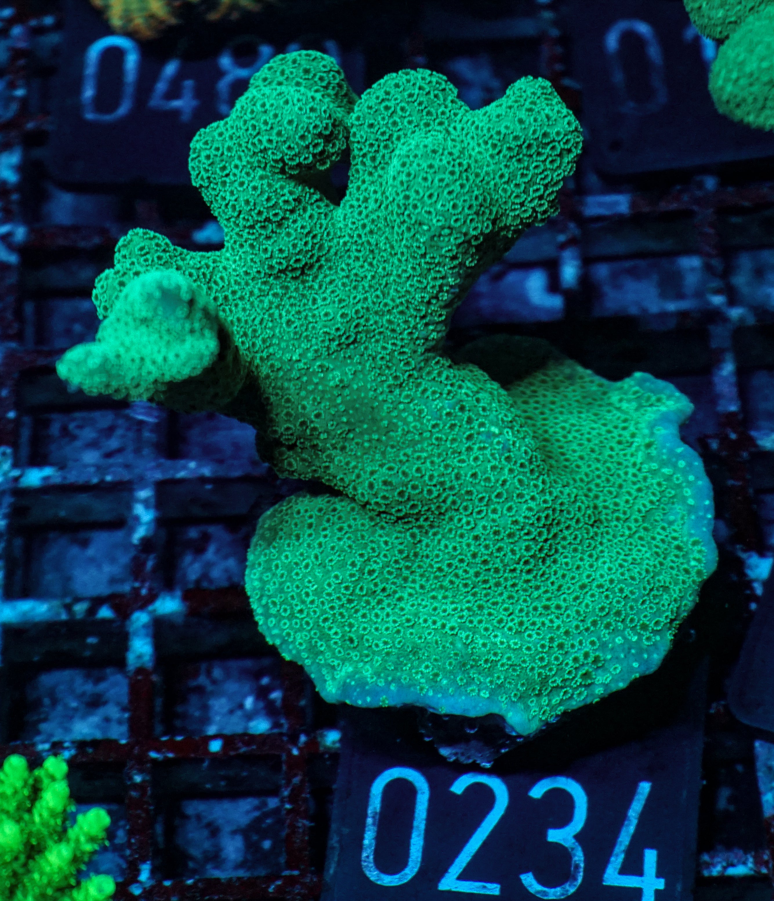 Montipora digitata grün