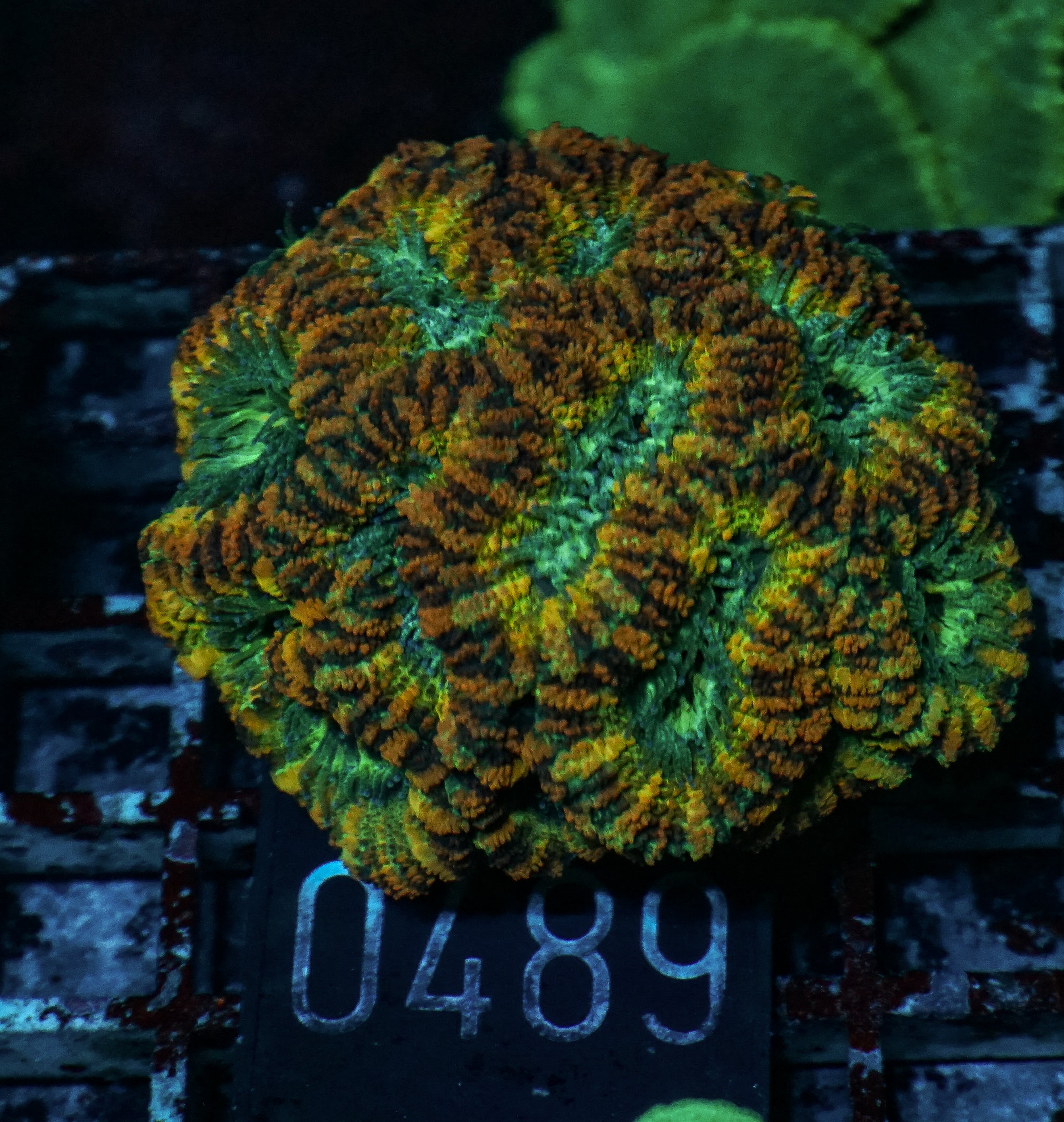 Acanthastrea/Micromussa lordhowensis