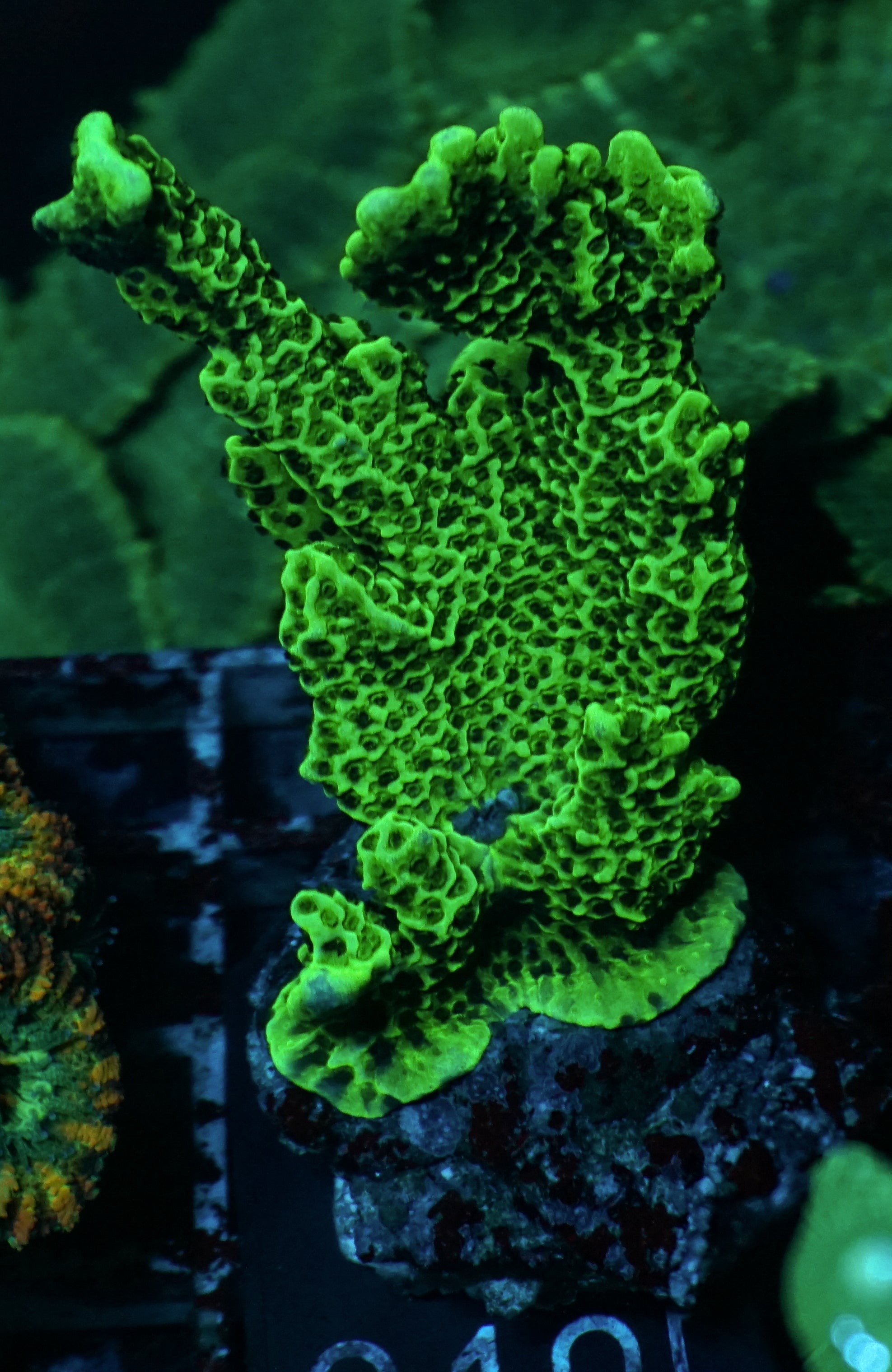 Montipora confusa