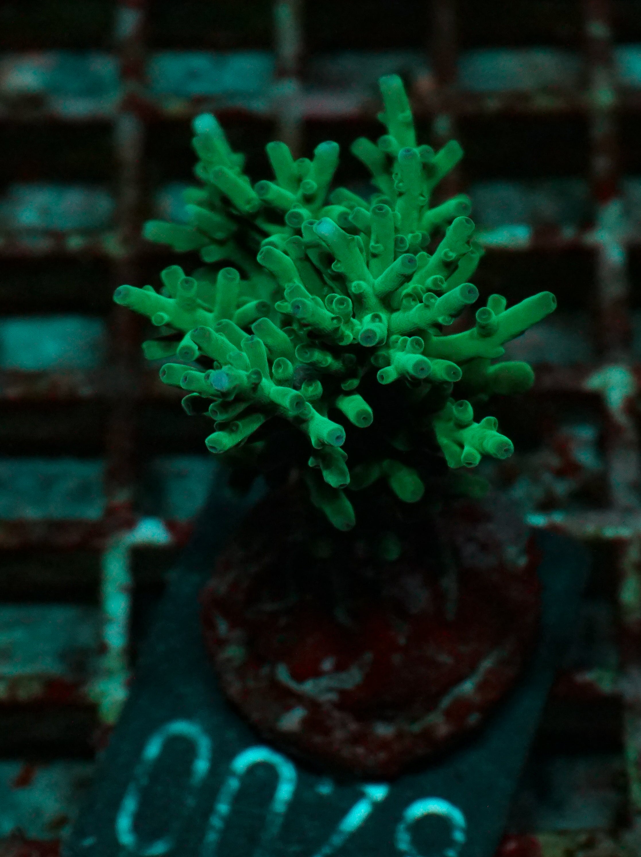 Acropora echinata