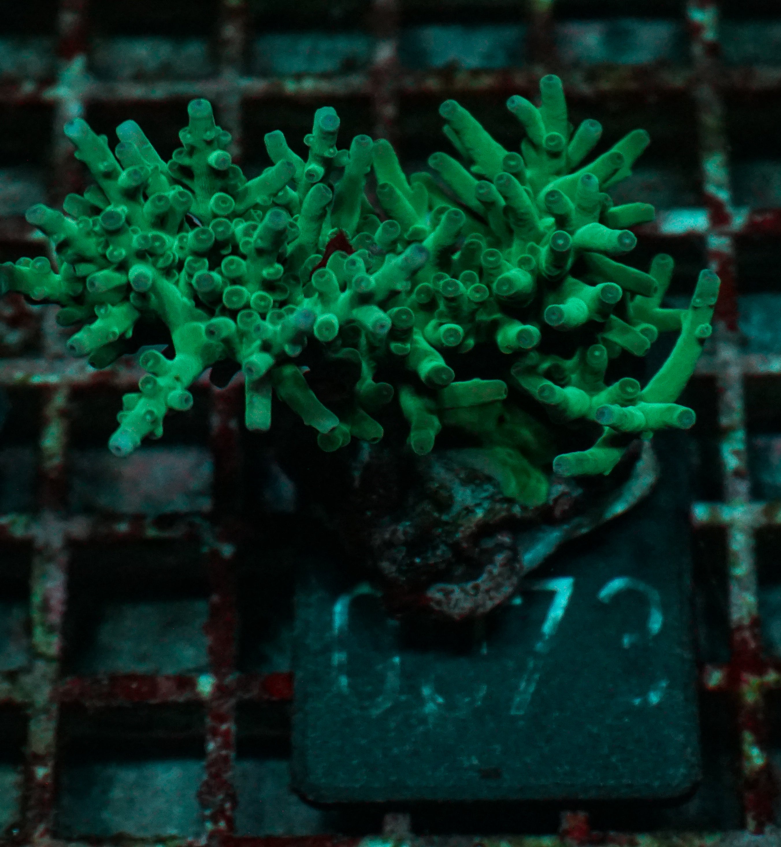 Acropora echinata