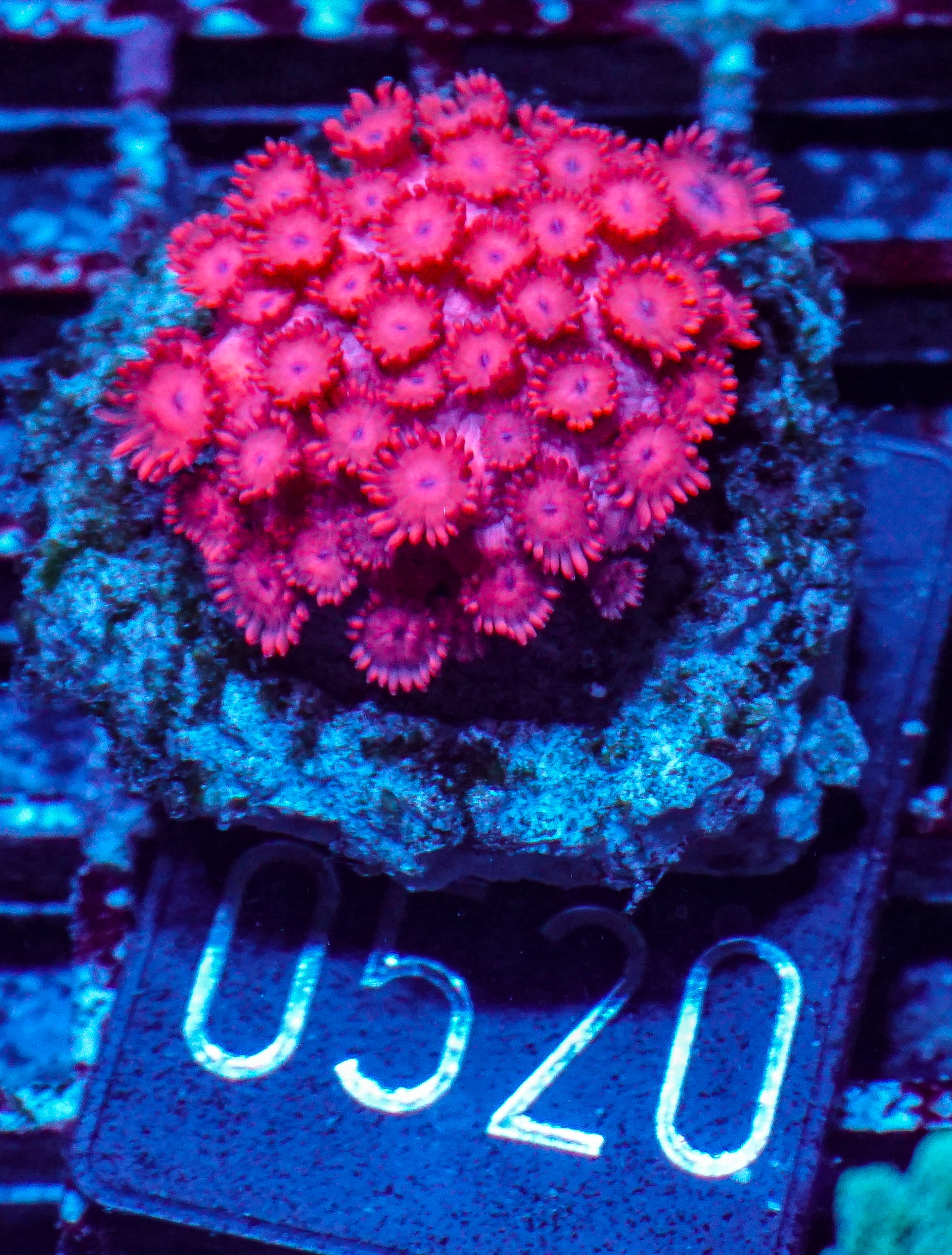Alveopora sp. "rot"