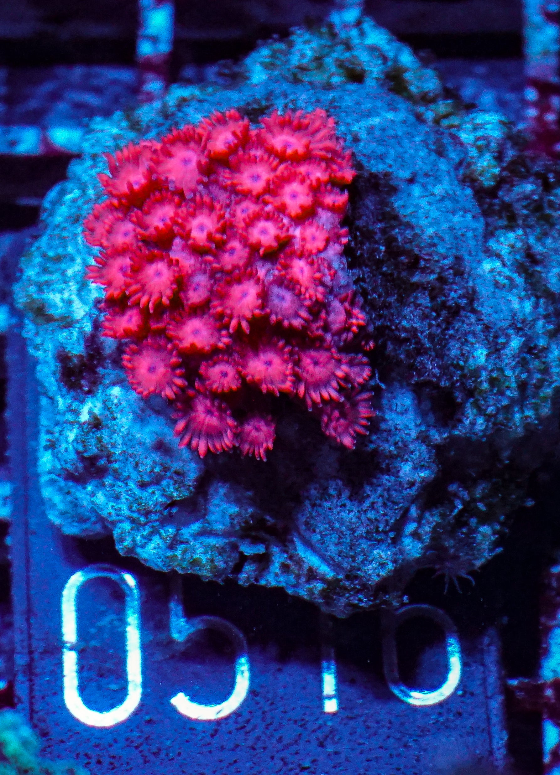 Alveopora sp. "rot"