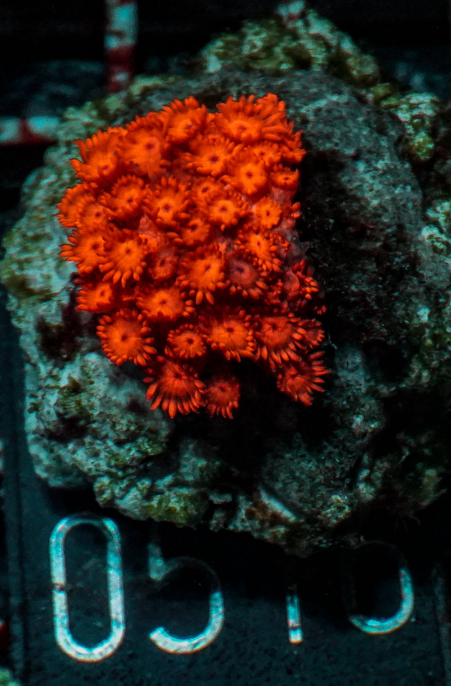 Alveopora sp. "rot"