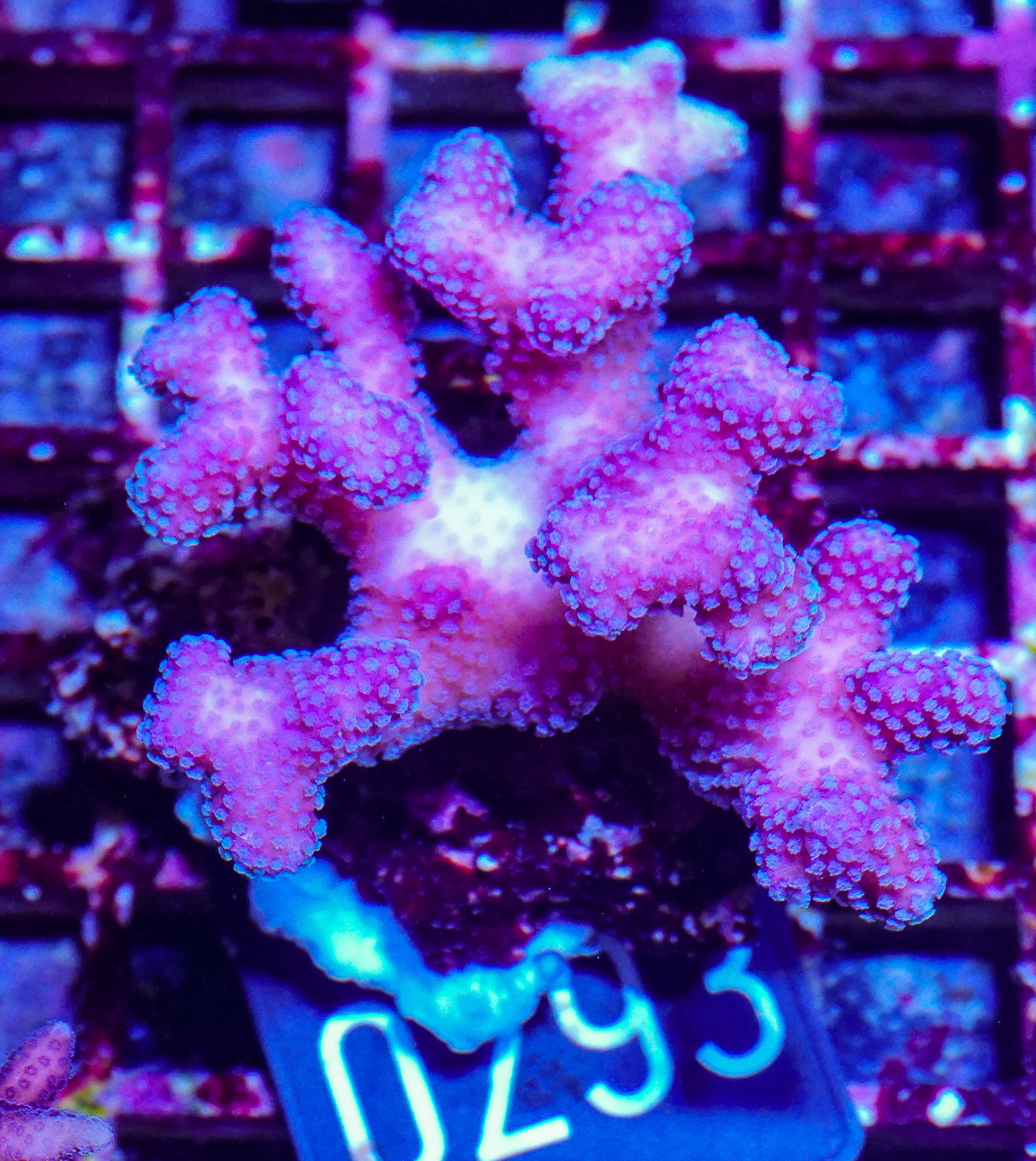 Stylophora pistillata "pink"