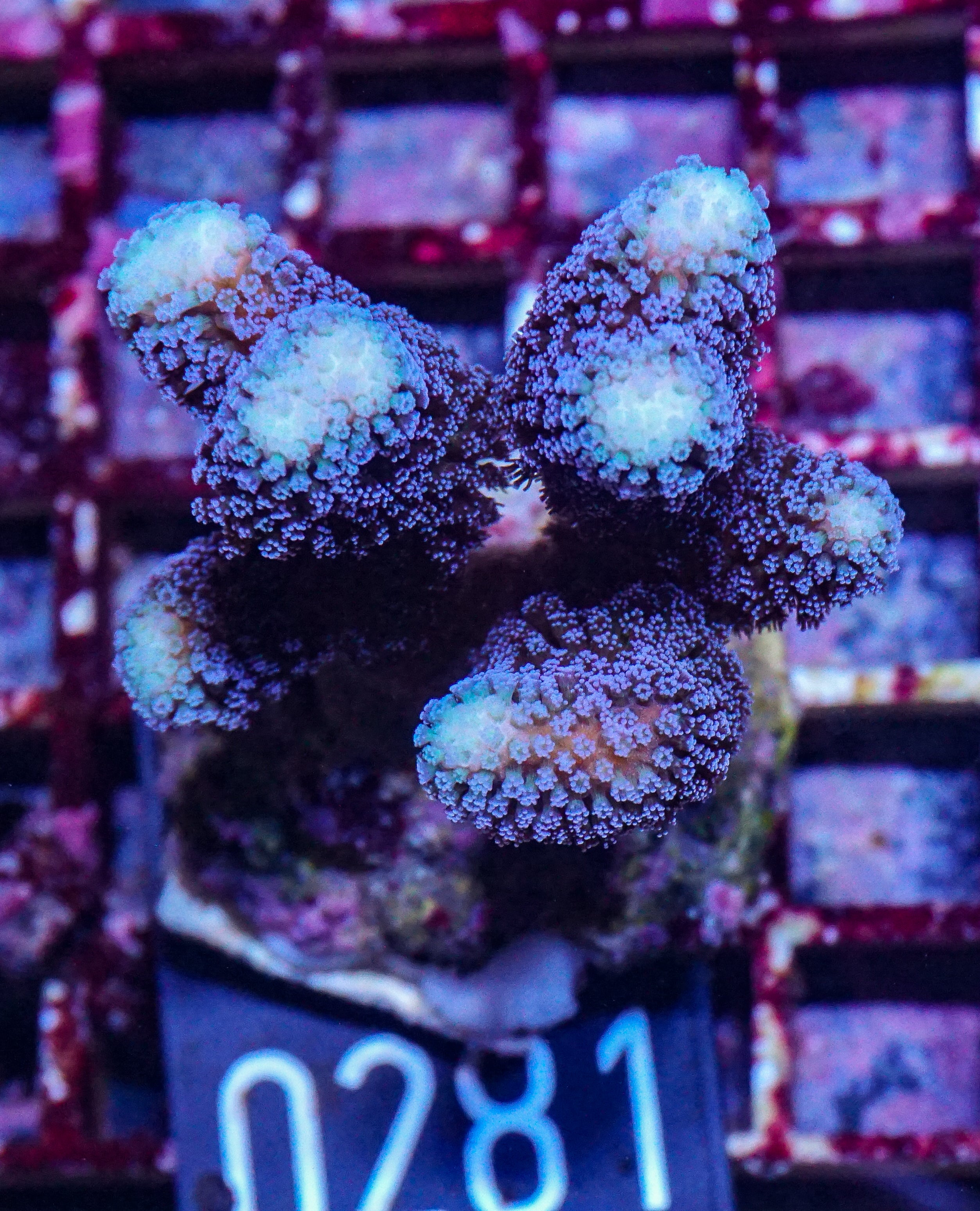 Stylophora pistillata "Milka"