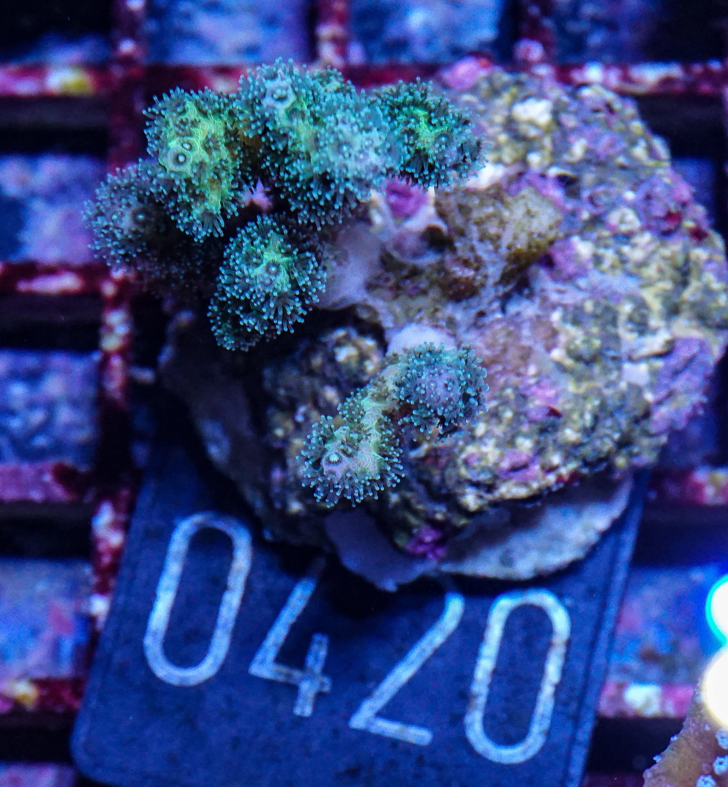 Pocillopora damicornis "gold"