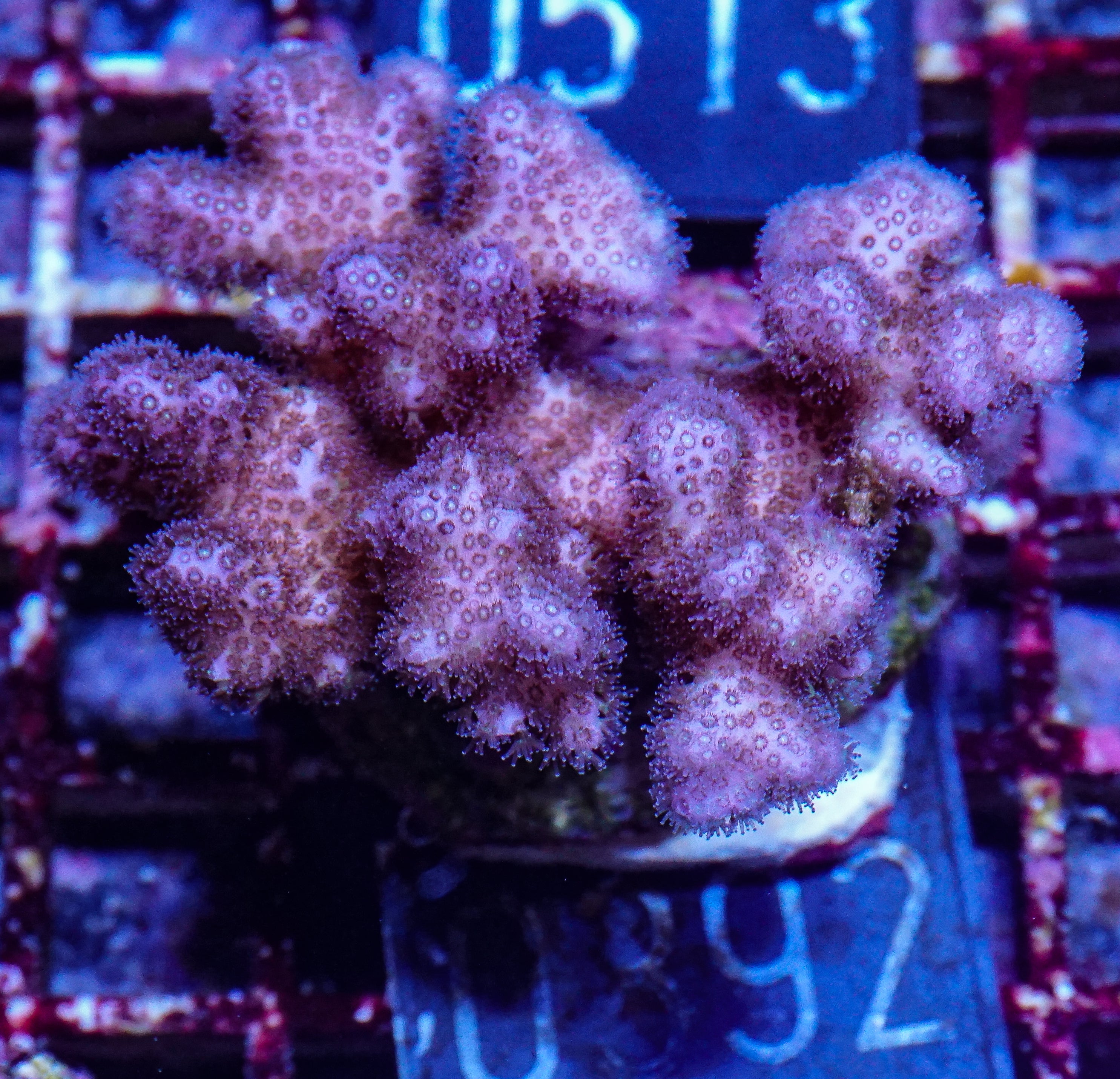 Pocillopora damicornis "pink"