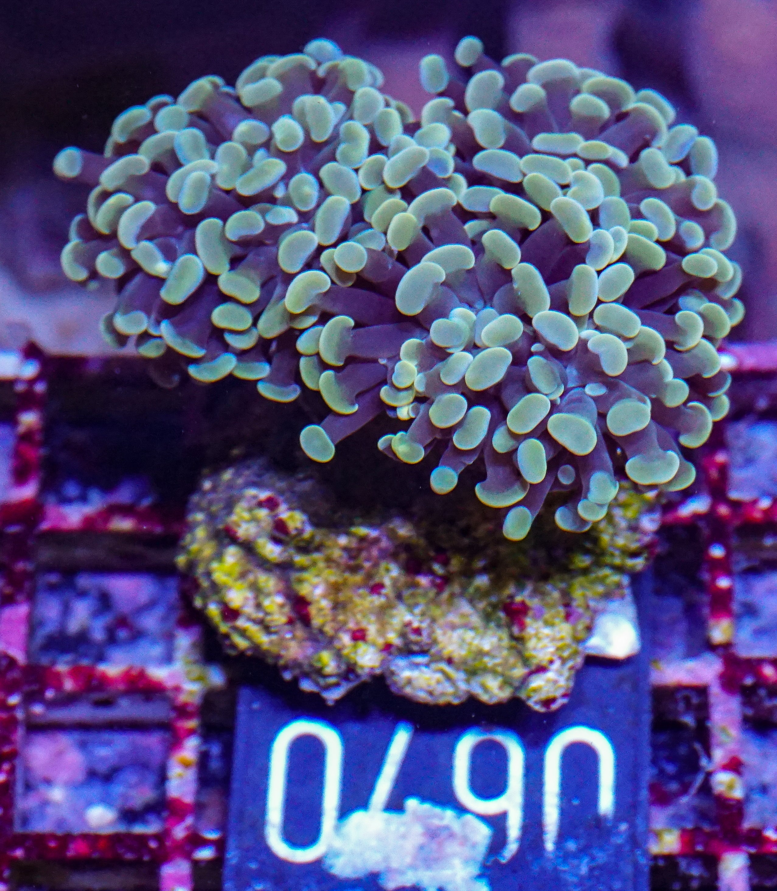 Euphyllia/Fimbriaphyllia paraancora "golden nugget" ultra