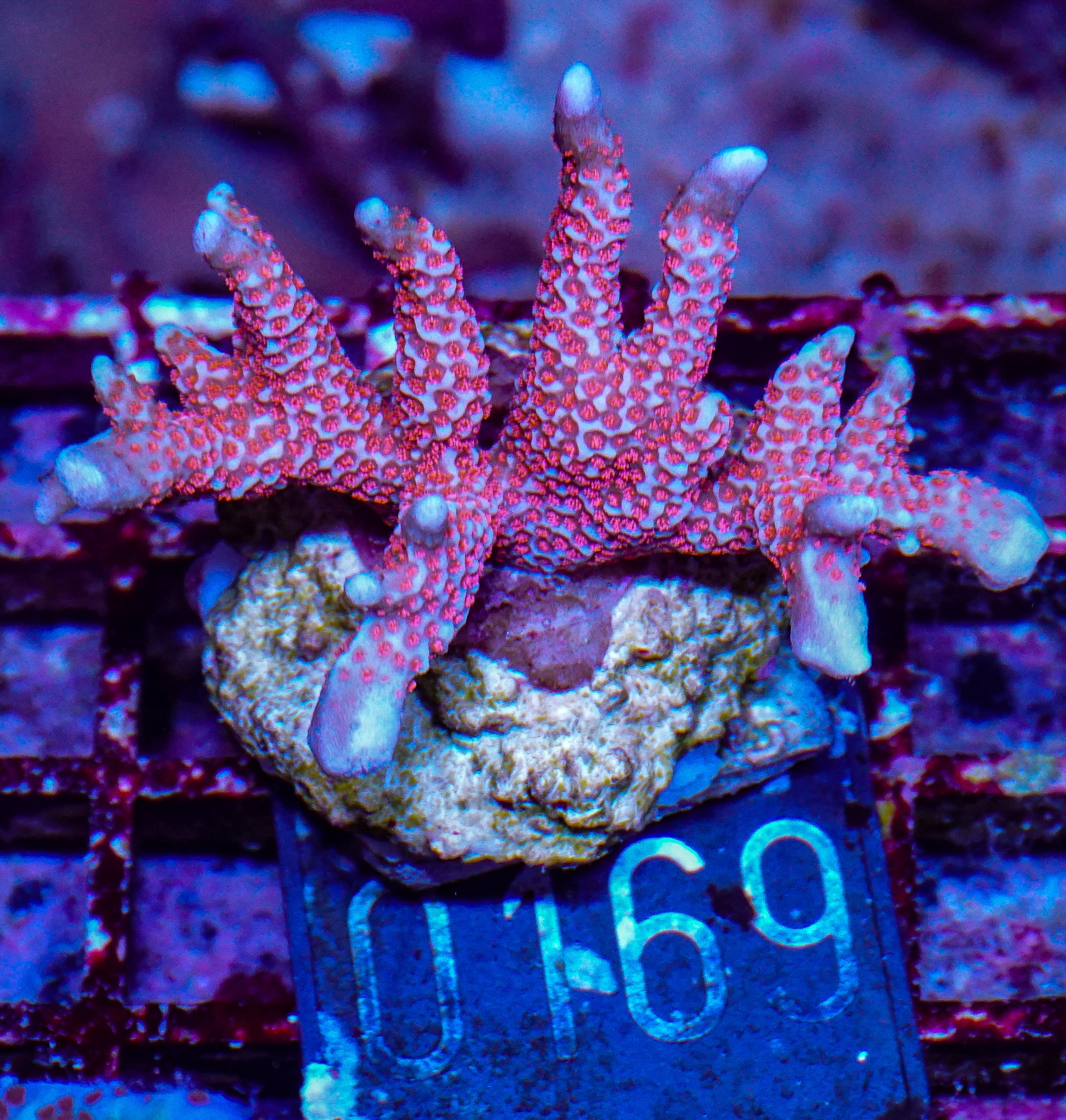 Montipora samarensis