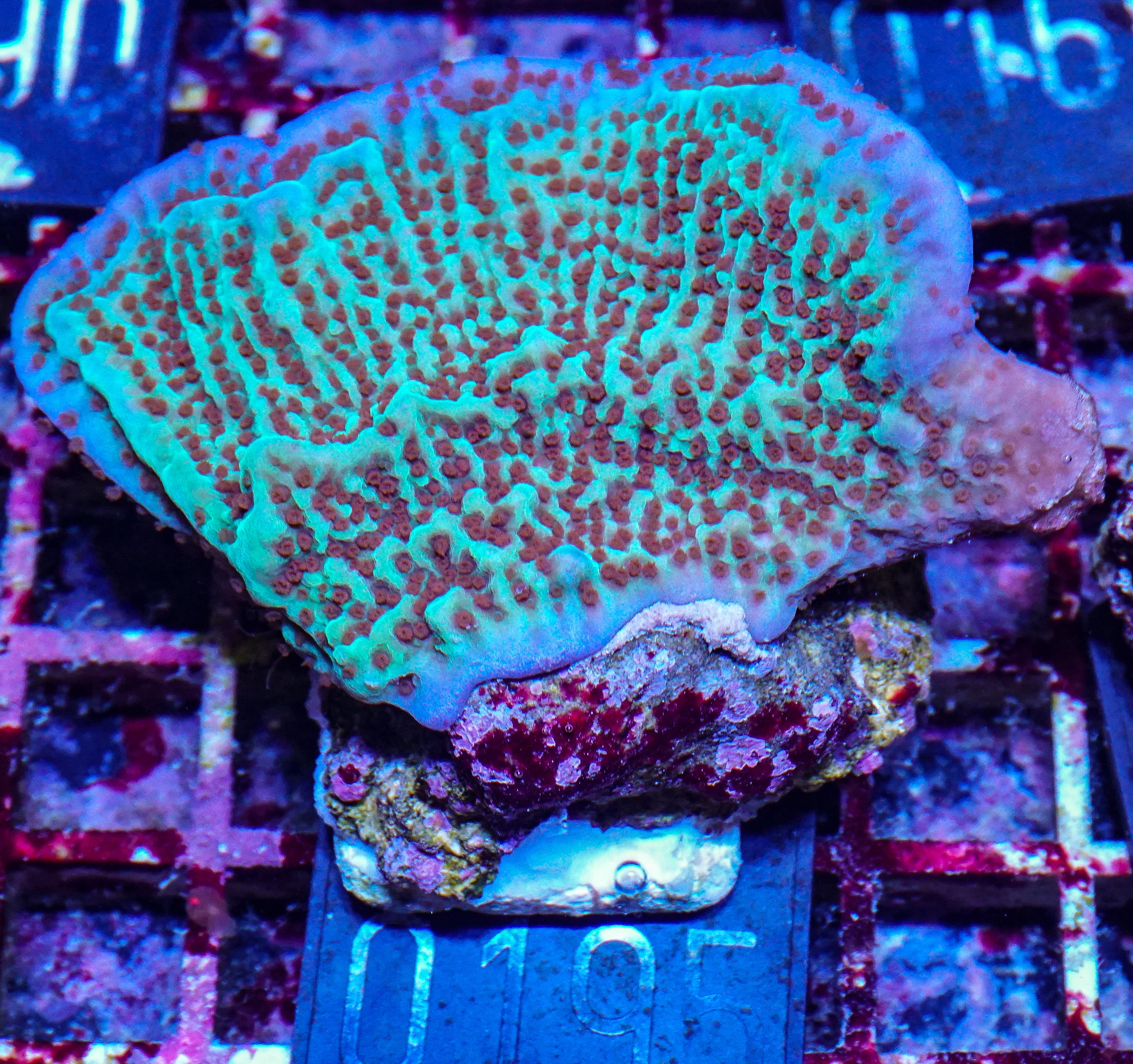 Montipora undata/danae "red"
