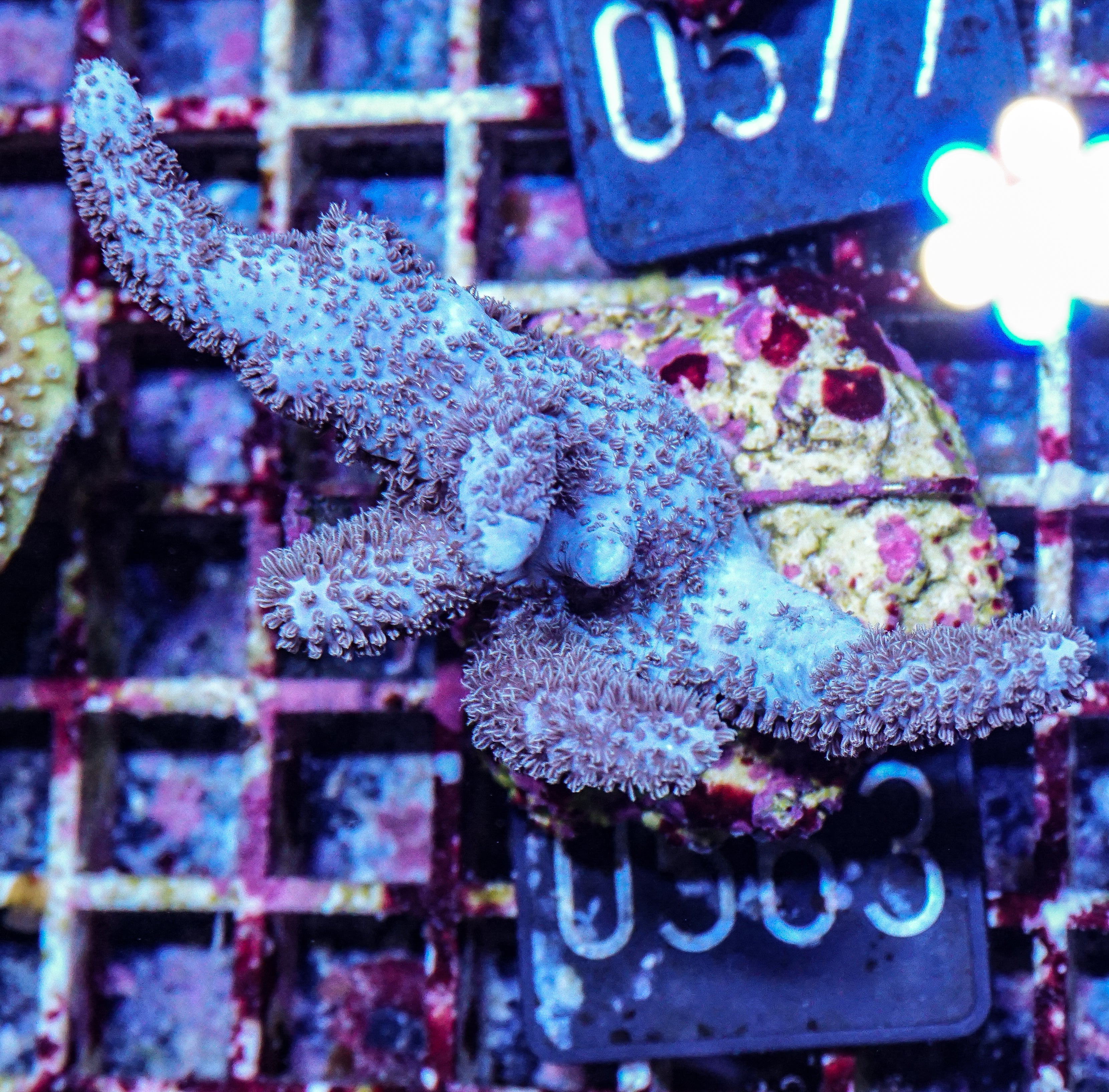 Sinularia/ Sclerophytum sp.