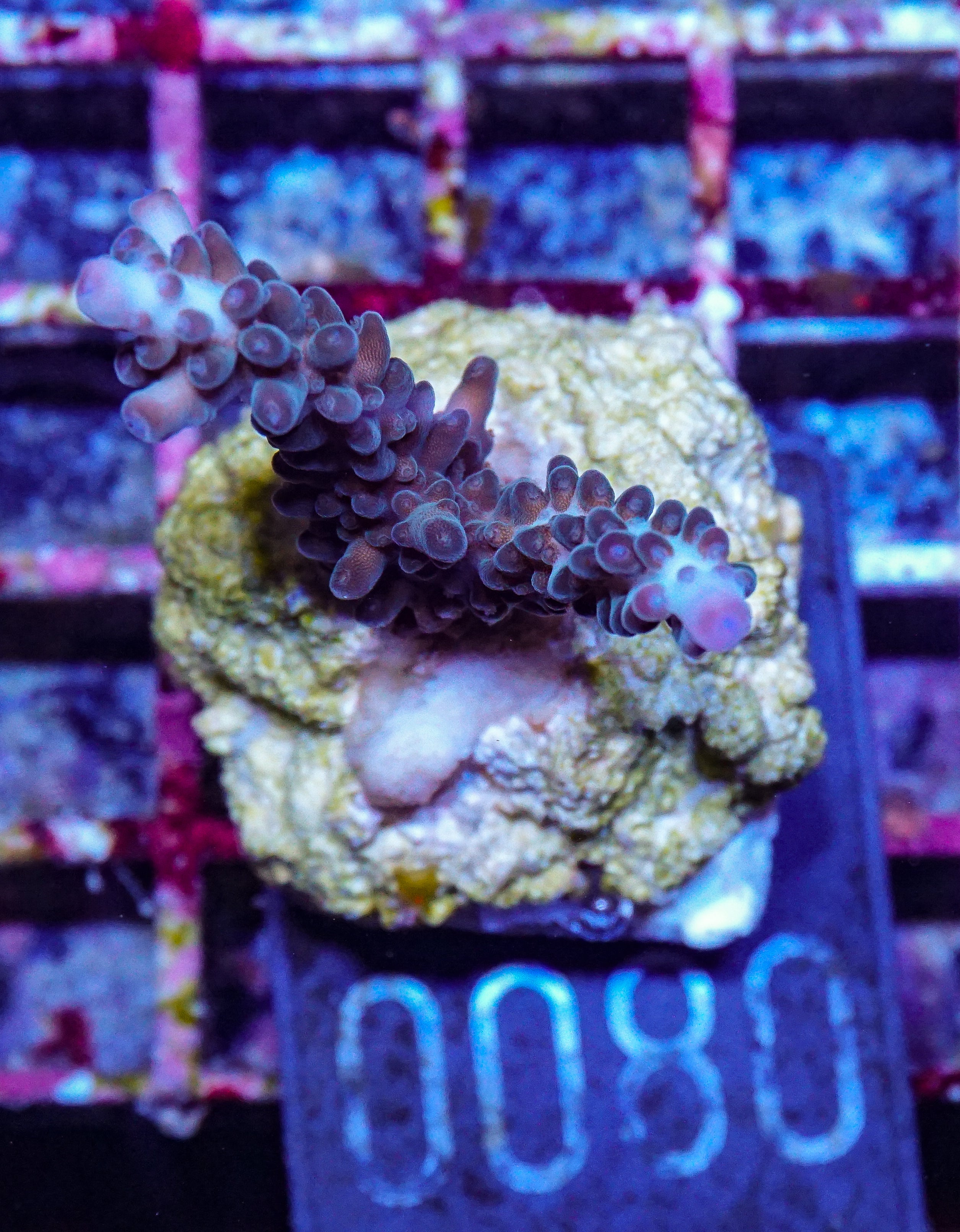 Acropora kosurini “pink tips”