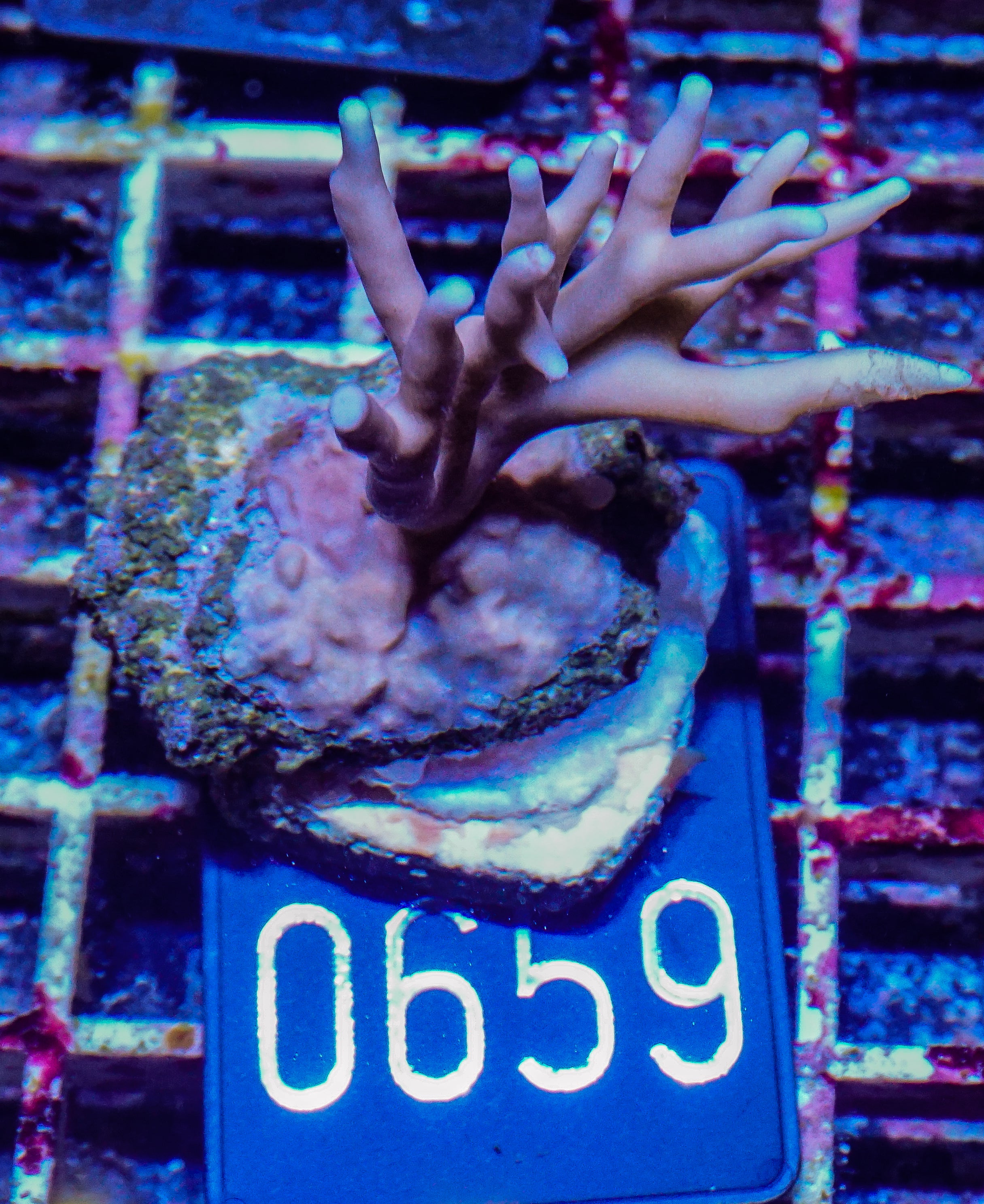 Millepora intricata “Fire Coral”
