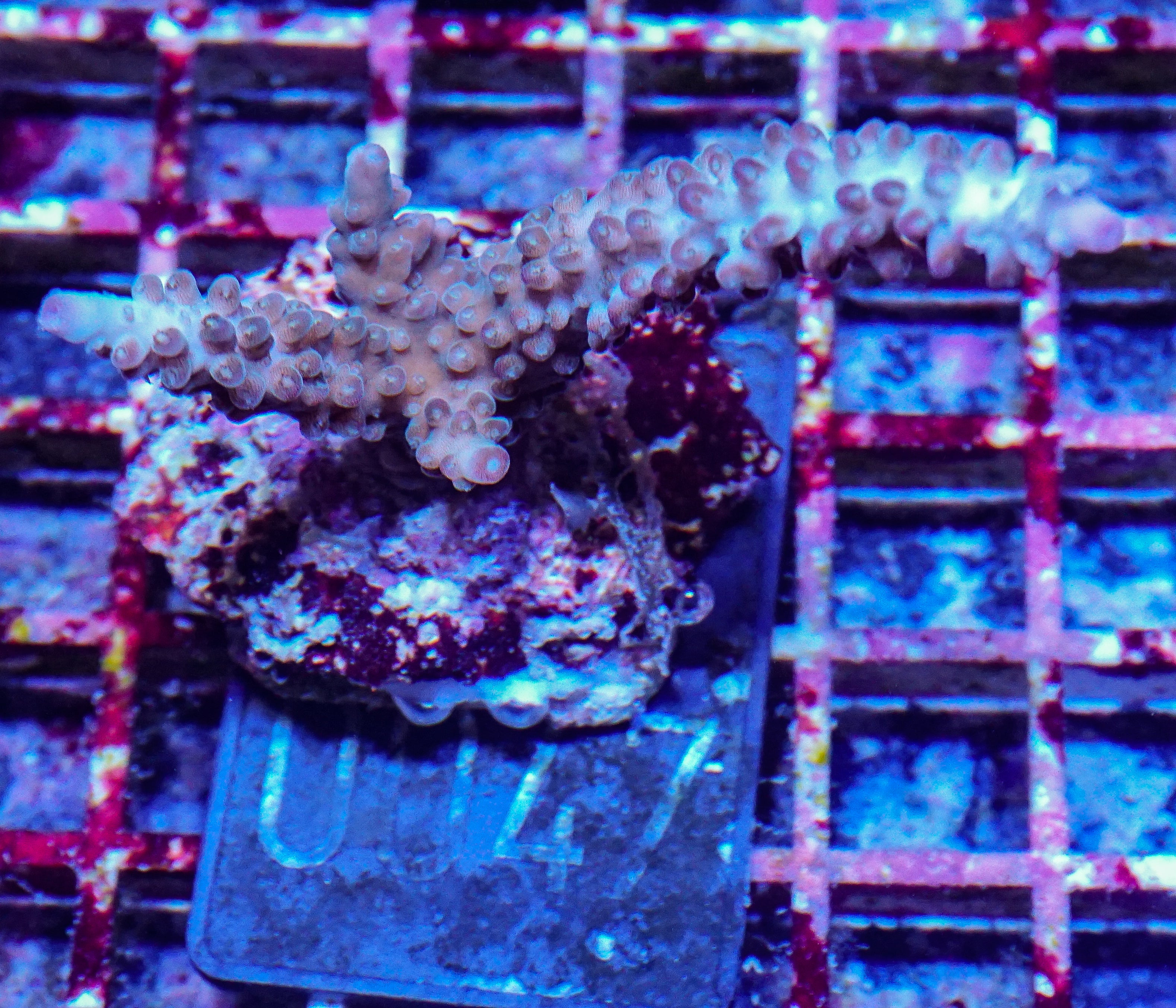 Acropora kosurini “pink tips”