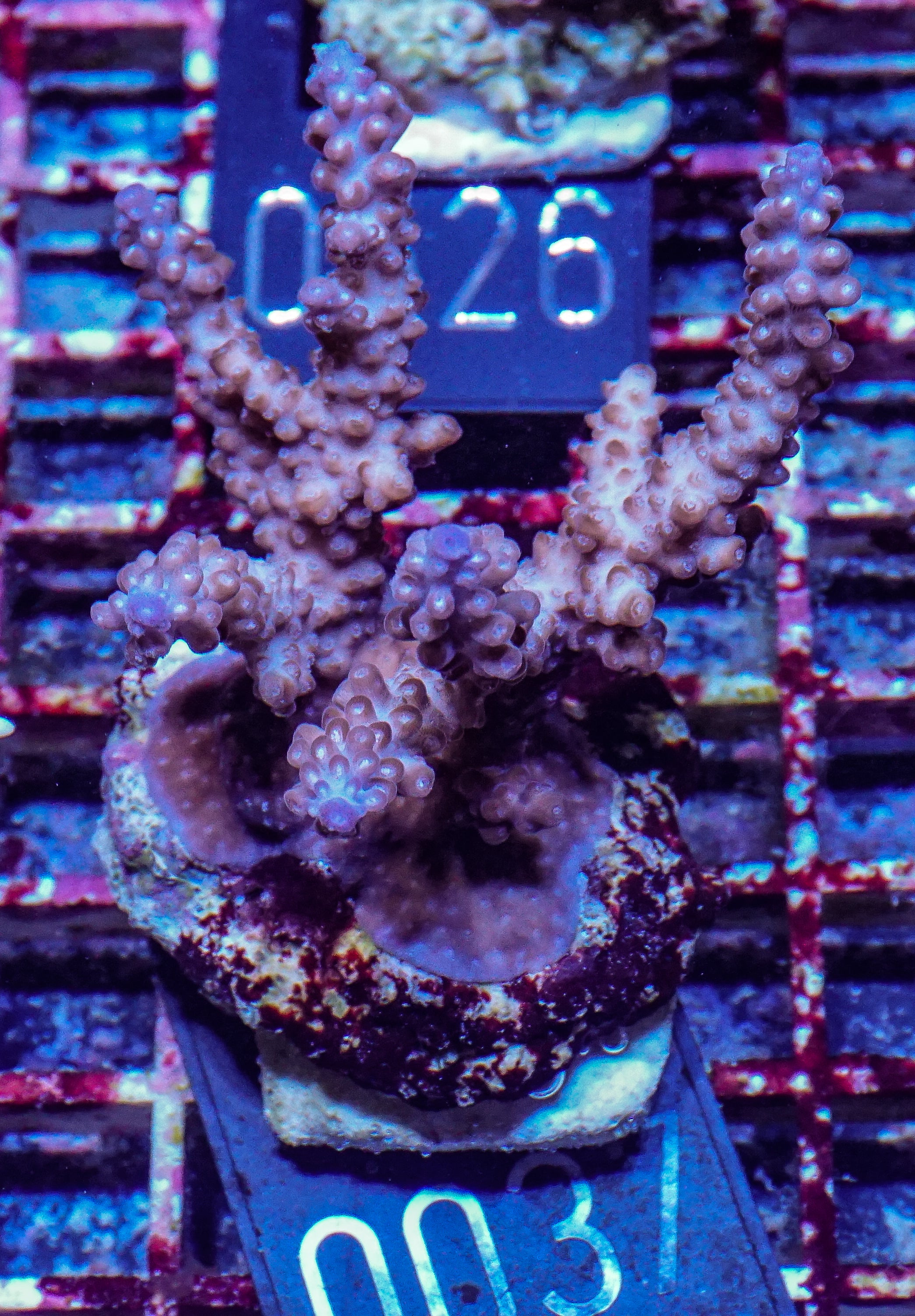 Acropora rosaria “snow white”