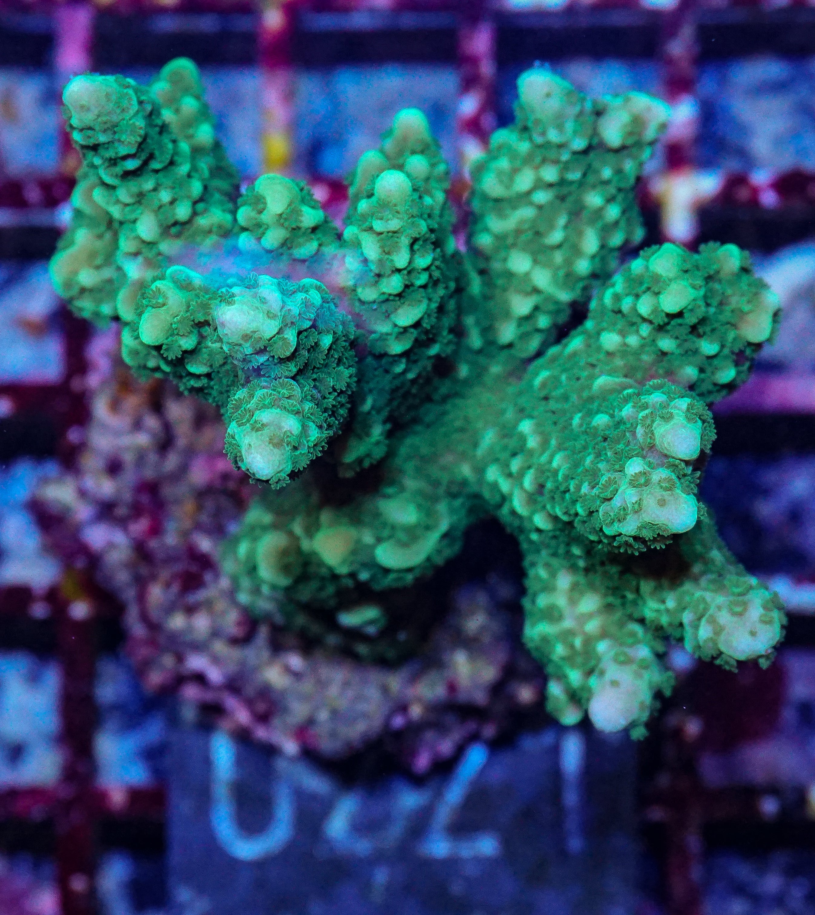 Montipora capitata