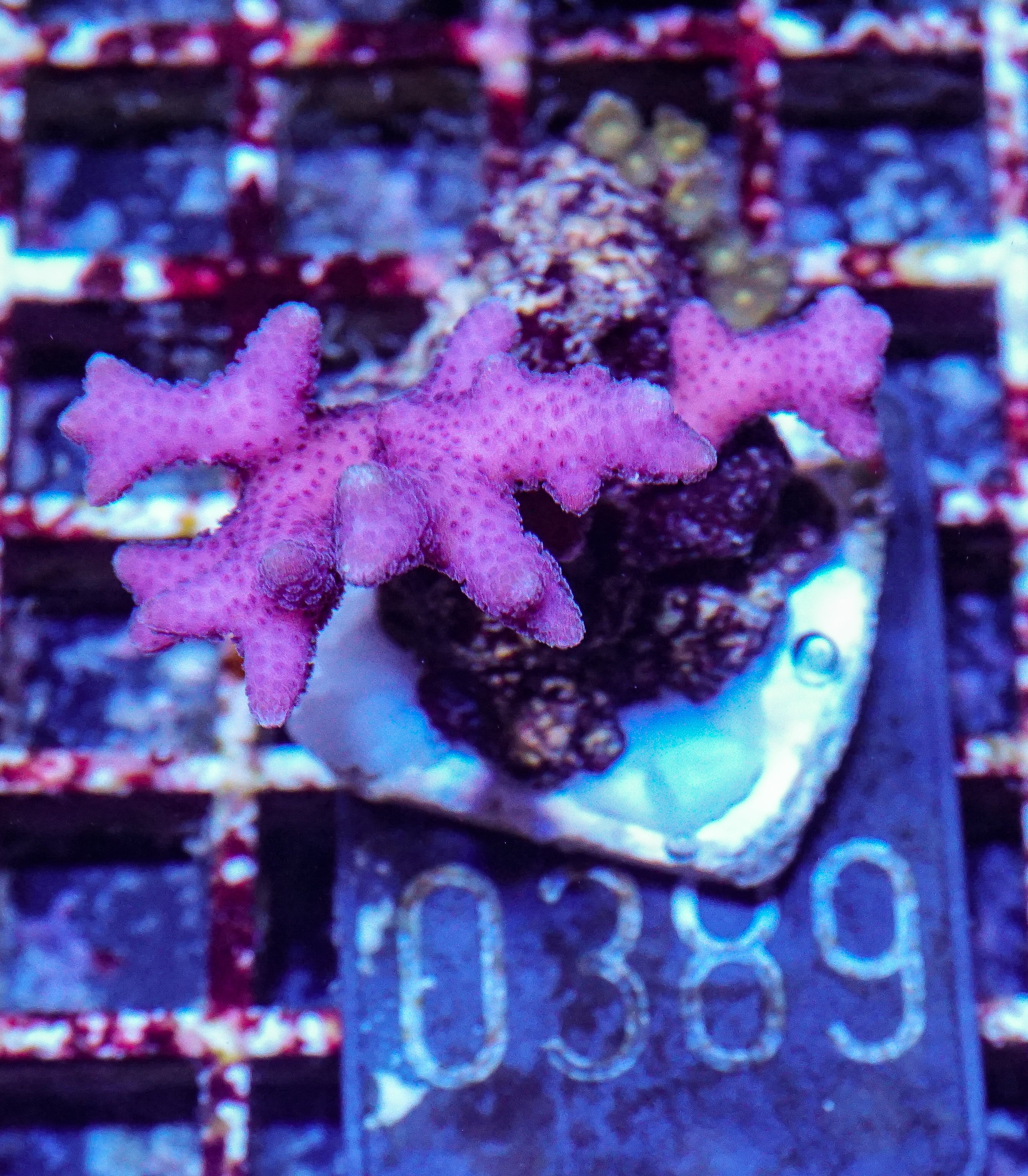 Stylophora subseriata