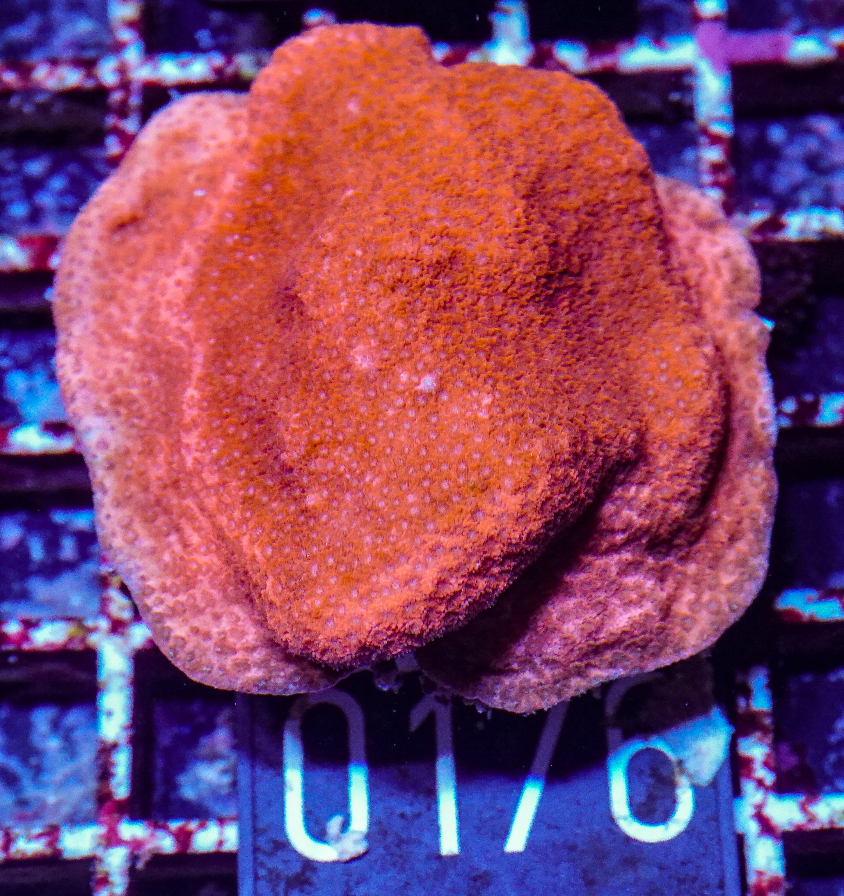 Montipora mollis "red dragon"