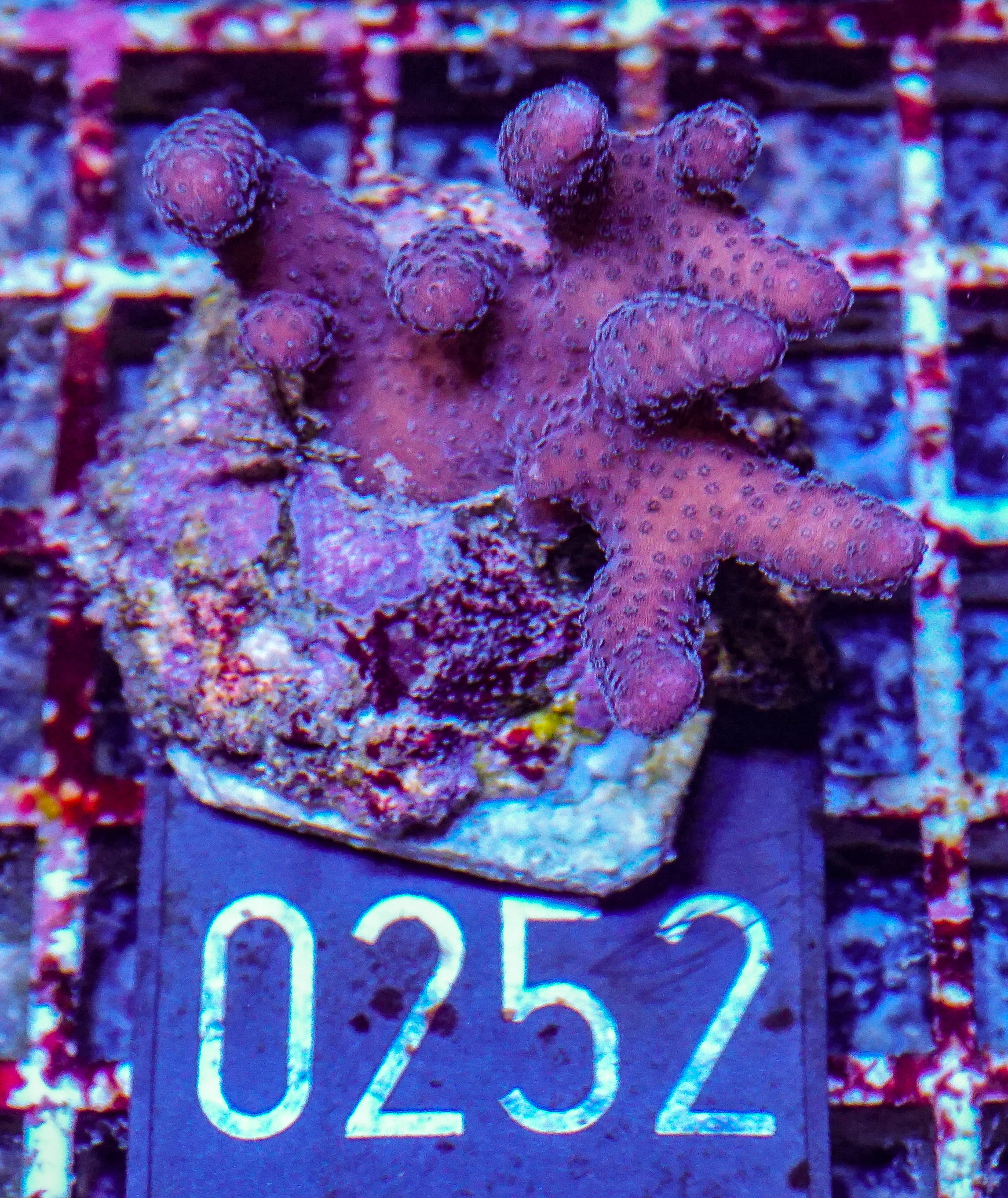 Seriatopora caliendrum "pink"