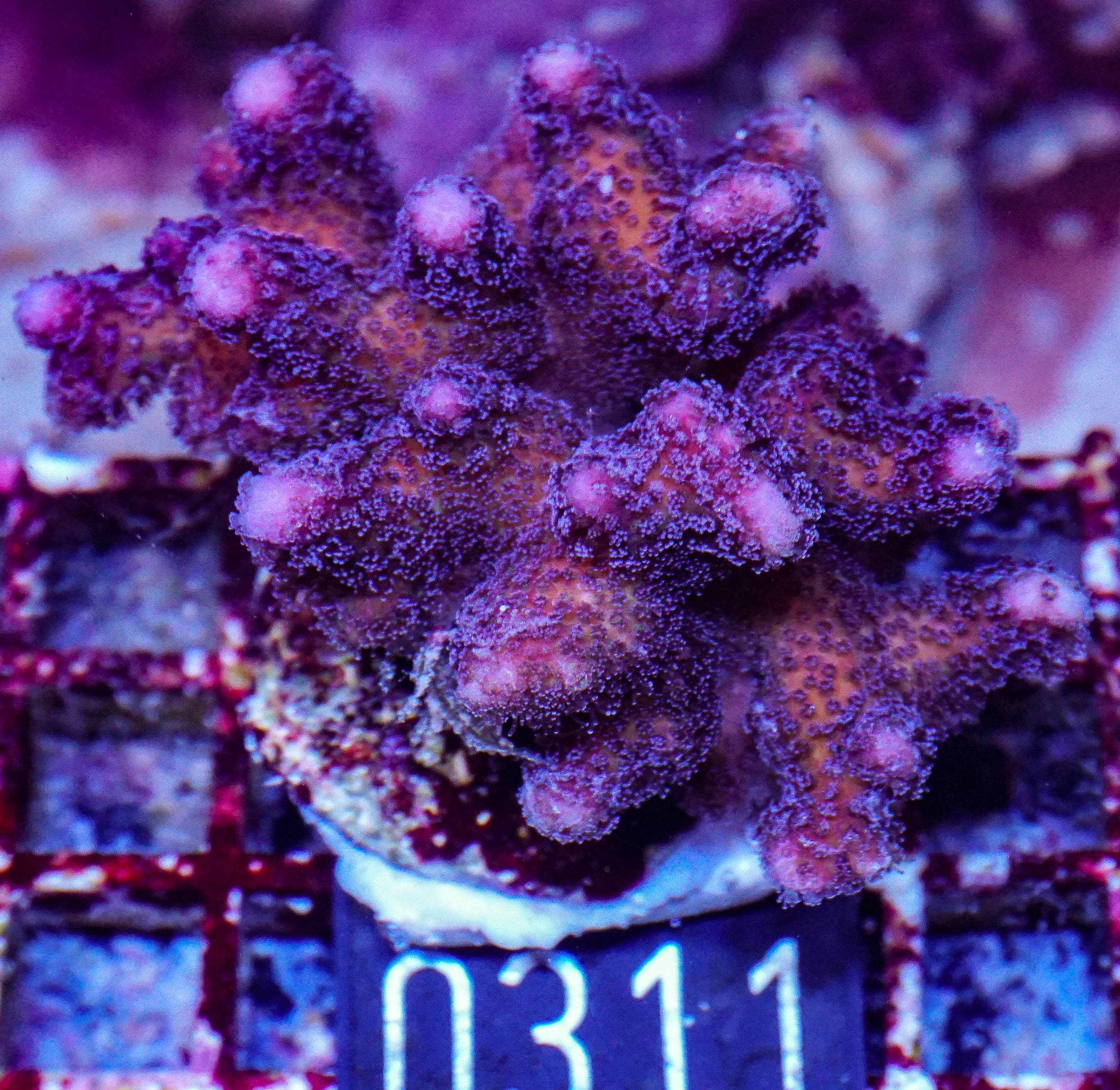 Stylophora pistillata "pink"