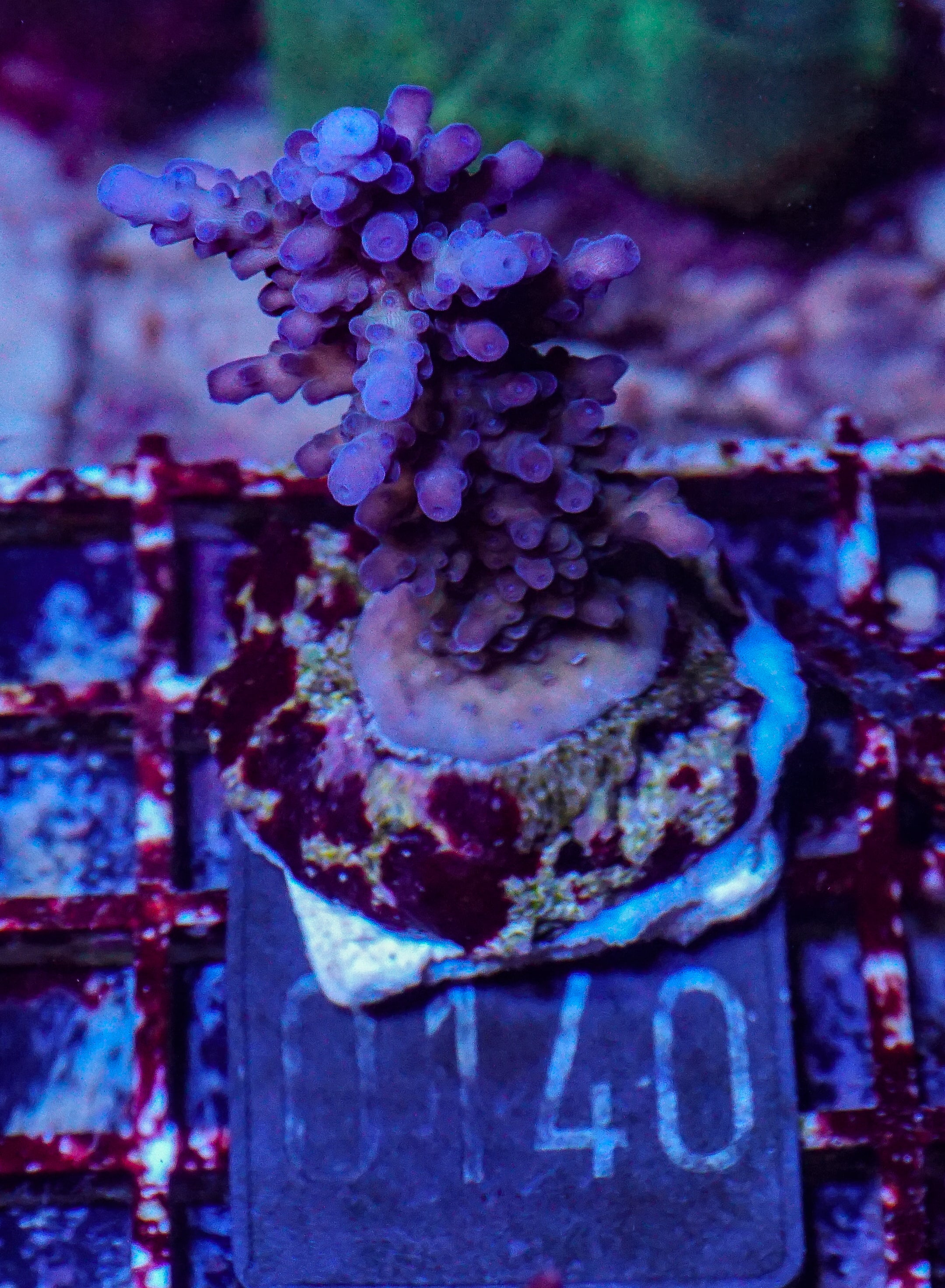 Acropora rufus „miyagi“