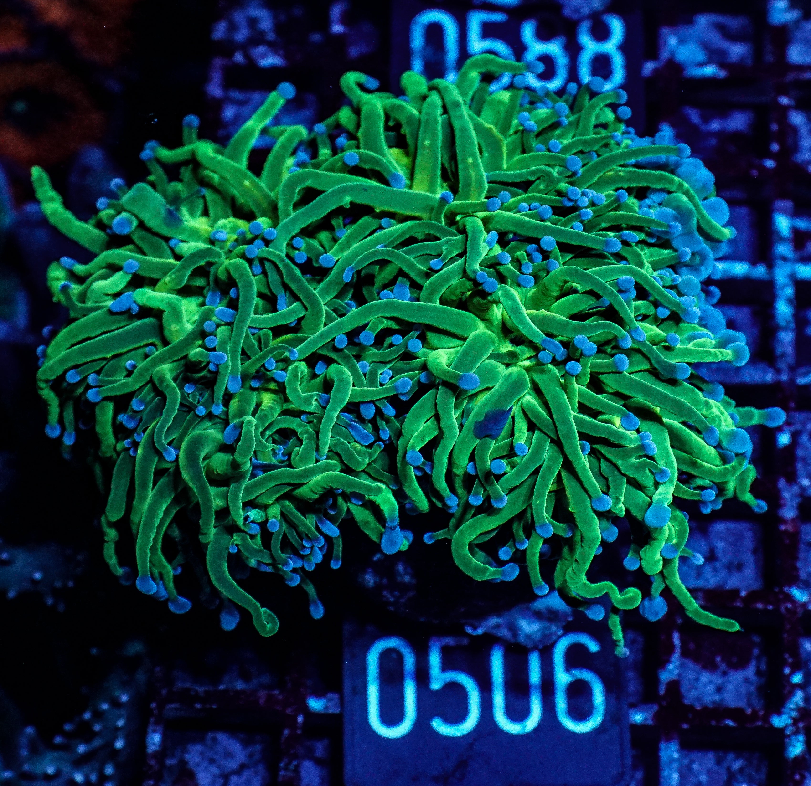 Euphyllia glabrescens "toxic green"