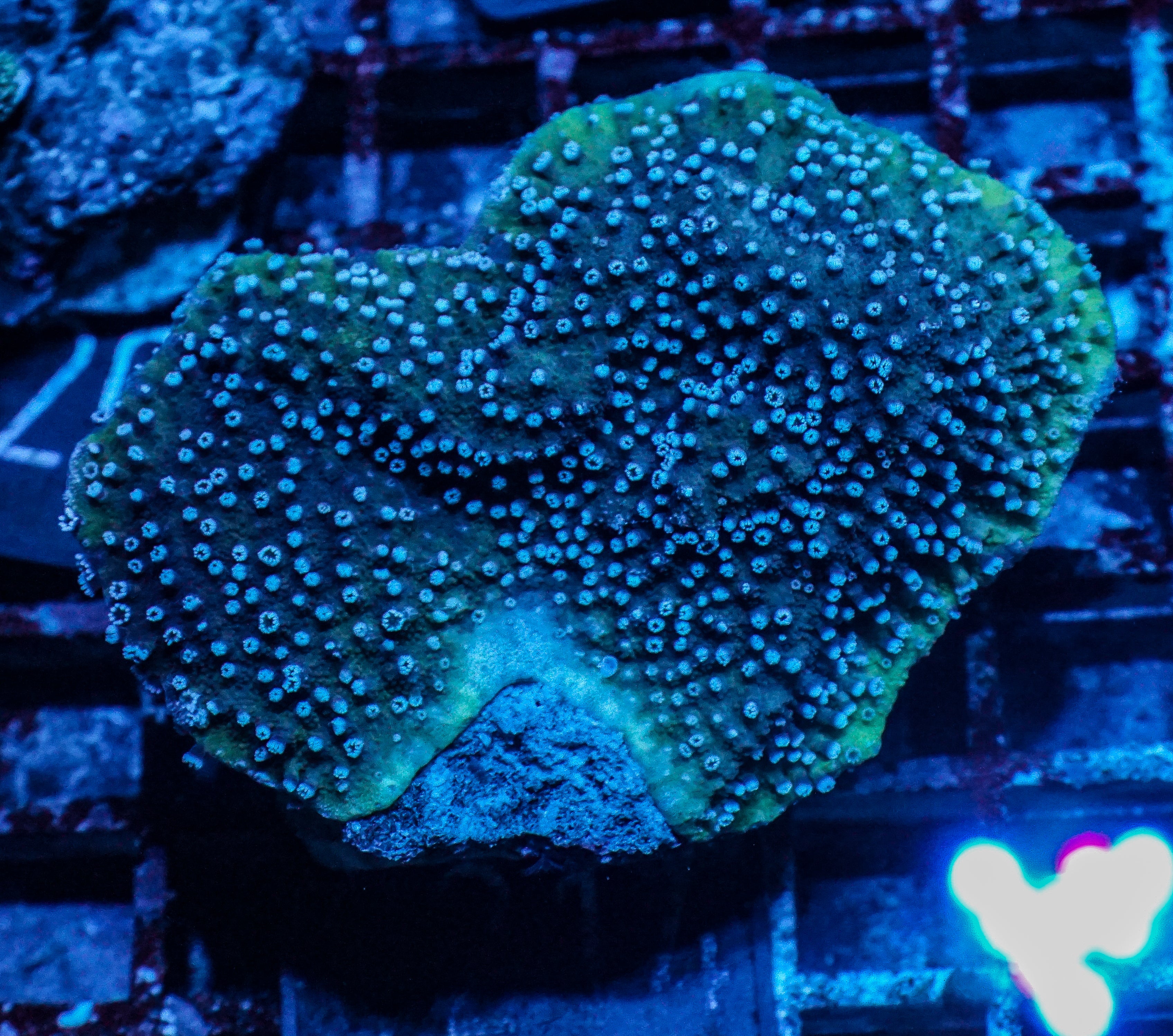 Montipora kellyi