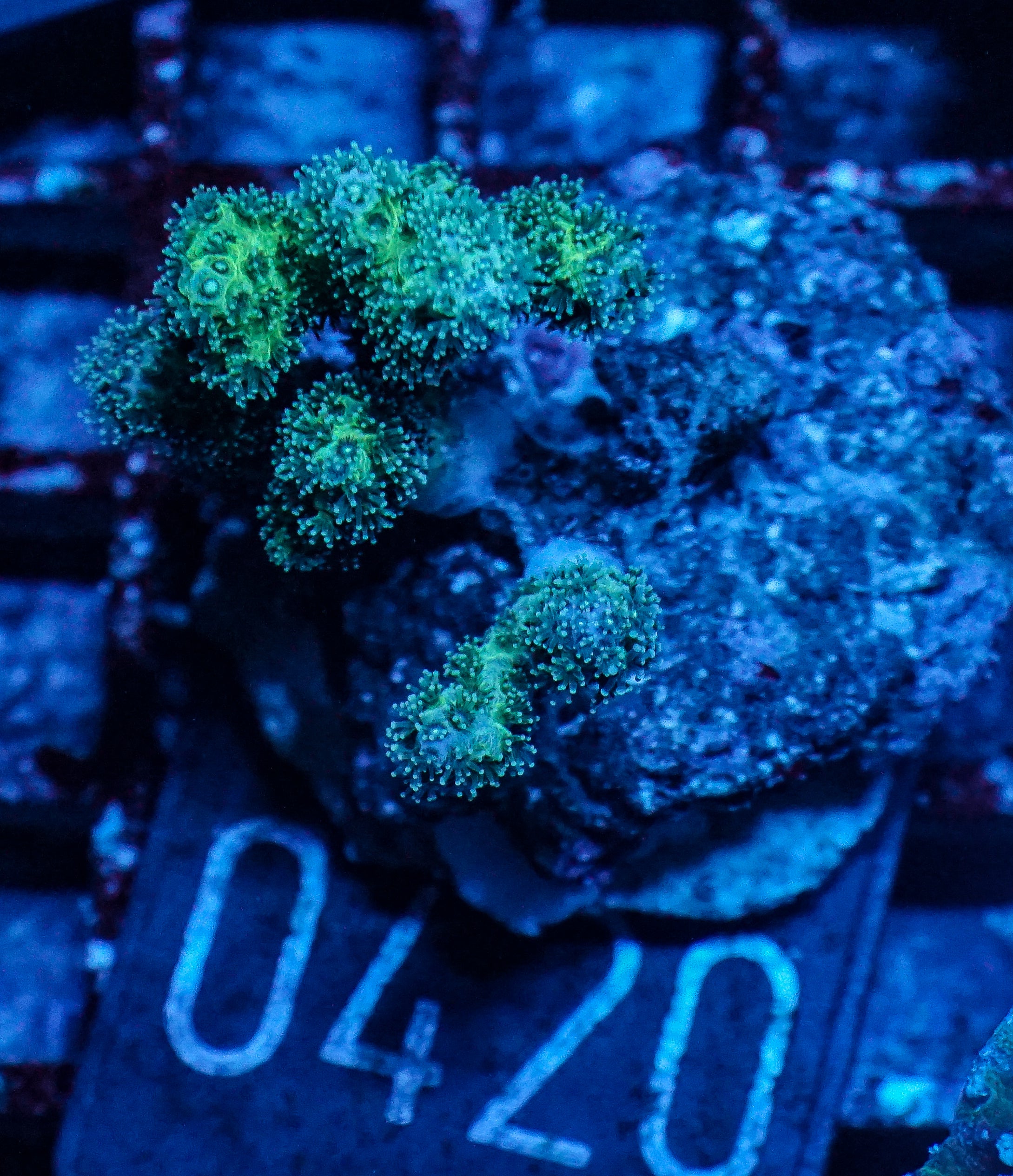 Pocillopora damicornis "gold"