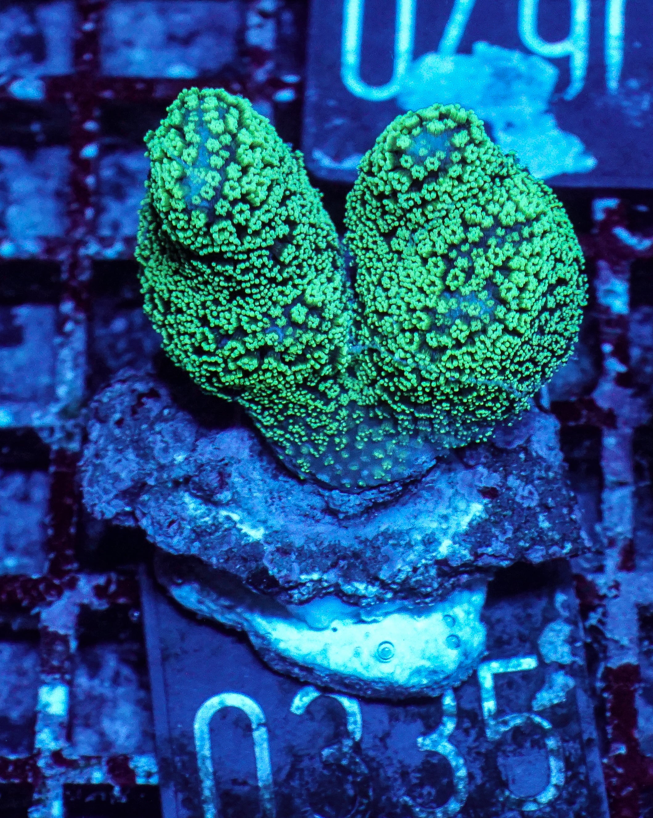Stylophora pistillata "green"