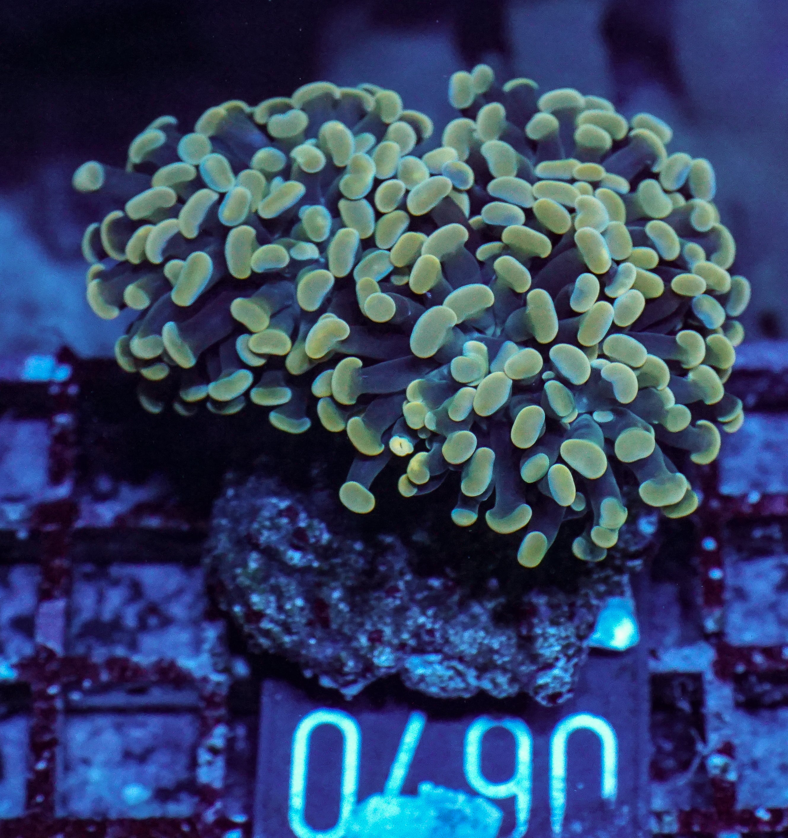 Euphyllia/Fimbriaphyllia paraancora "golden nugget" ultra