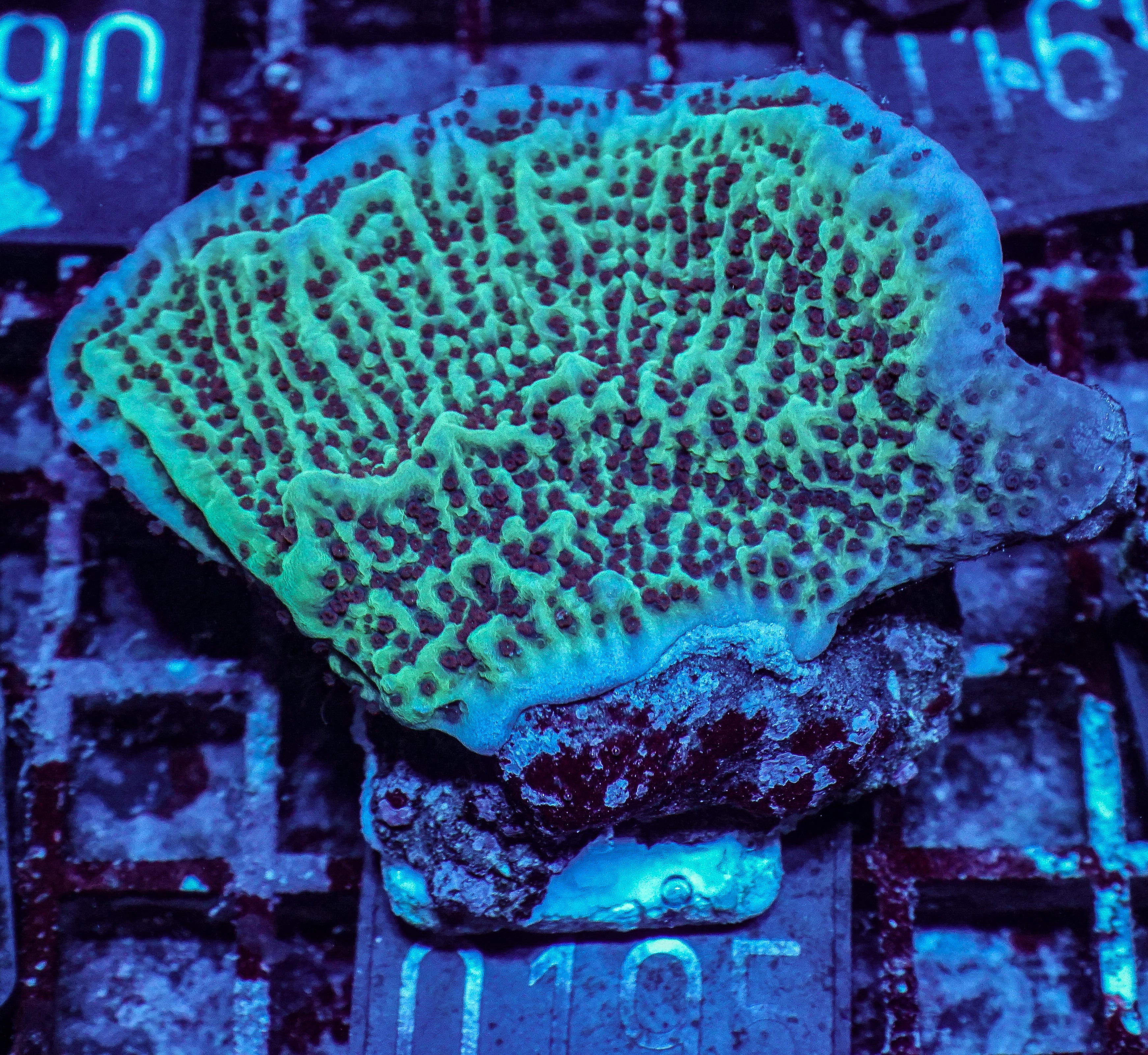 Montipora undata/danae "red"